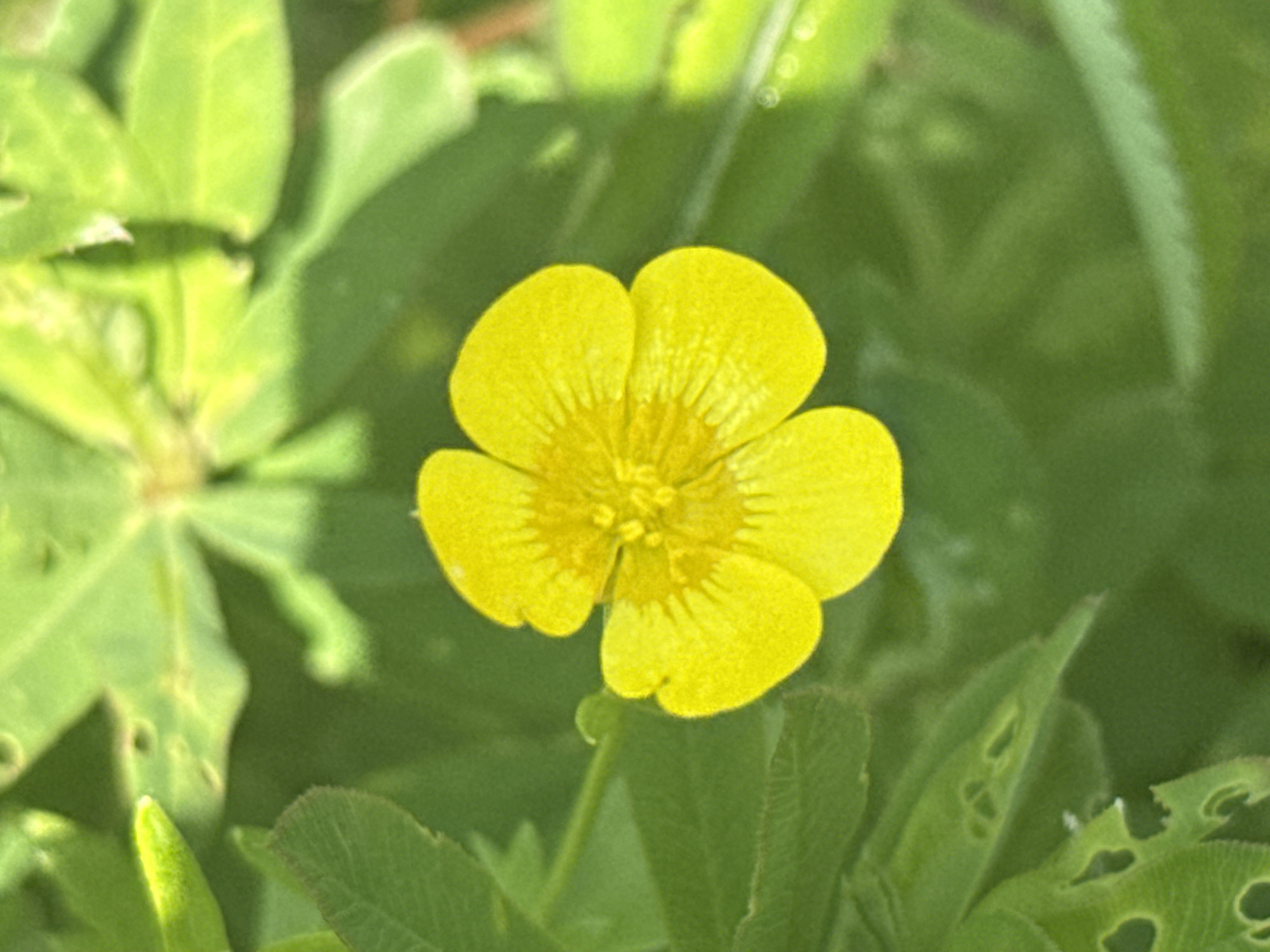 A close-up, high-angle shot captures a vibrant yellow buttercup flower in full bloom, nestled amongst lush green foliage. The flower, with its five rounded petals and yellow center, is the clear focal point. The background consists of out-of-focus green leaves and stems, suggesting a natural, possibly wild, environment. The lighting indicates a bright day, casting subtle shadows and highlighting the texture of the petals and leaves. There are no people or man-made objects visible in the image. The scene is located in a grassy area, potentially a field or meadow.