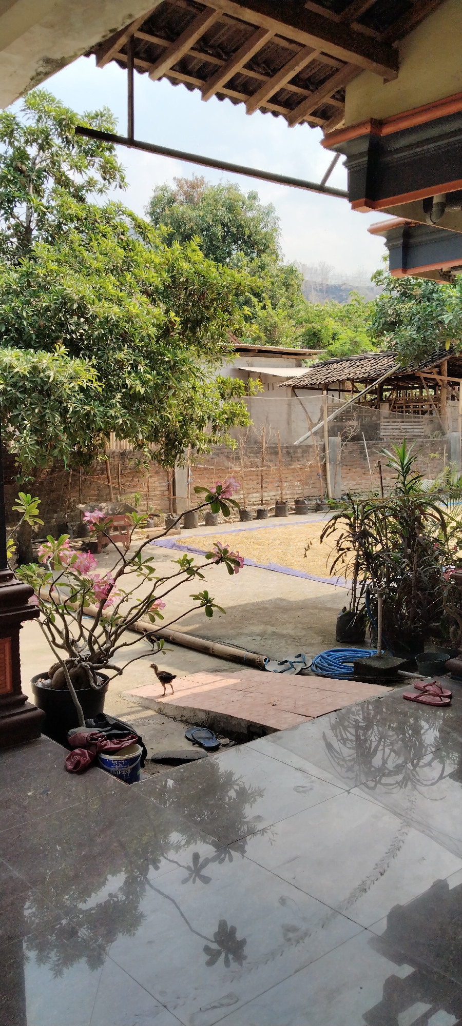 The image captures a sunlit outdoor scene, likely in Kunti, Indonesia, showcasing a courtyard area with various elements. In the foreground, a tiled floor reflects the overhead structures and foliage. To the left, a potted flowering plant with pink blossoms is prominently featured, with a small chick standing nearby on a tiled platform. Behind the plant, a blue coiled hose lies on the ground, alongside a pair of blue flip-flops. Further back, a section of a brick wall is visible, supporting a wooden structure with a tiled roof. Beyond this, a large area of what appears to be dried grains or seeds is spread out on the ground, bordered by a purple edge. Several potted plants are arranged along the wall. Lush green trees dominate the midground and background, with a distant hillside visible under a bright sky. The overall impression is of a rural or semi-rural domestic setting, possibly involved in agricultural activities.