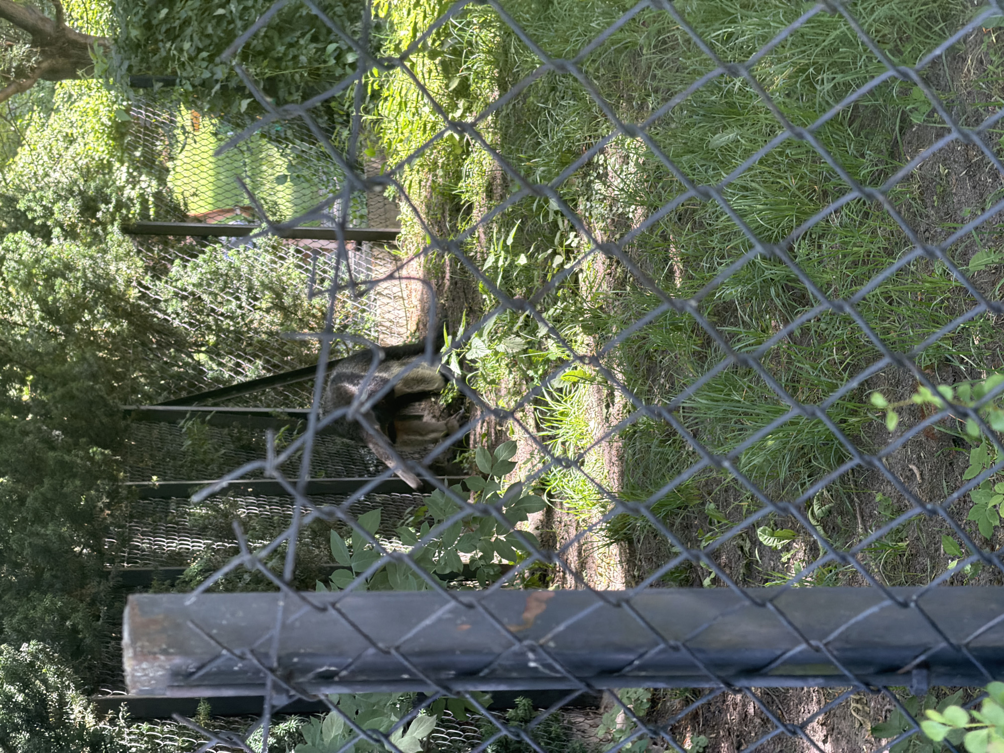 In an outdoor enclosure, an animal with dark fur and light-colored legs is partially visible through a chain-link fence. The animal is positioned in the center-right of the frame, with its back and hindquarters facing the viewer. It appears to be standing on a grassy area with dirt patches. Behind the animal, there is dense green foliage and trees, suggesting a naturalistic habitat within a zoo or sanctuary. A metal fence post is prominent in the foreground, obscuring a portion of the scene. The overall impression is of an animal in captivity, observed from a distance.