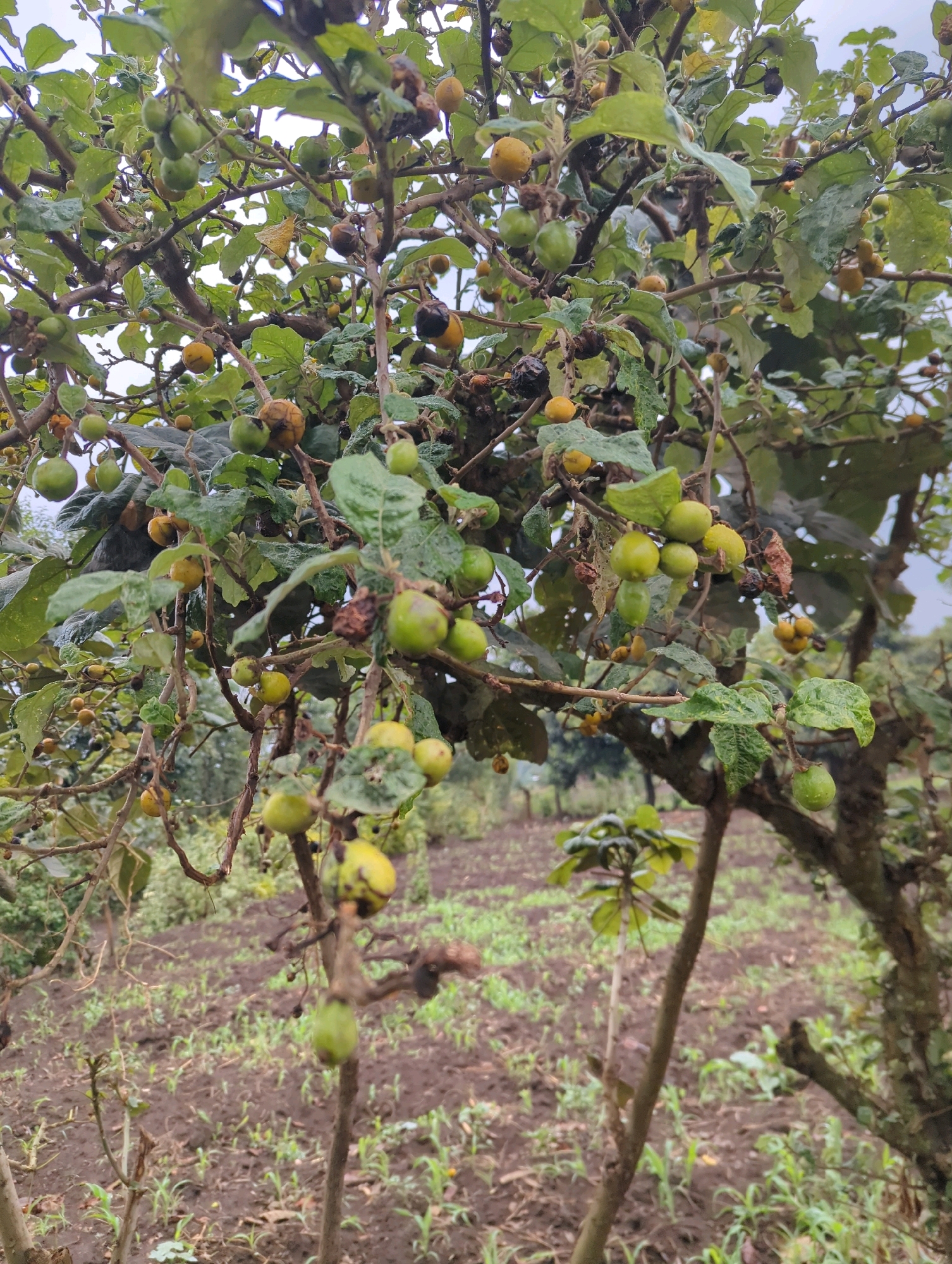 An outdoor, medium shot captures a close-up view of a fruit-bearing tree laden with green and yellow fruits, some of which appear to be overripe and dried. The tree's branches are laden with numerous small, round fruits, some clustered together, others hanging individually. The leaves are green and somewhat textured. In the background, a tilled field with rows of young green sprouts is visible, suggesting cultivation. The ground appears to be dark, moist soil. The overall lighting suggests an overcast day. The scene is set in a rural agricultural area, consistent with the landscape of Musanze District, Rwanda. No people are present in the image.