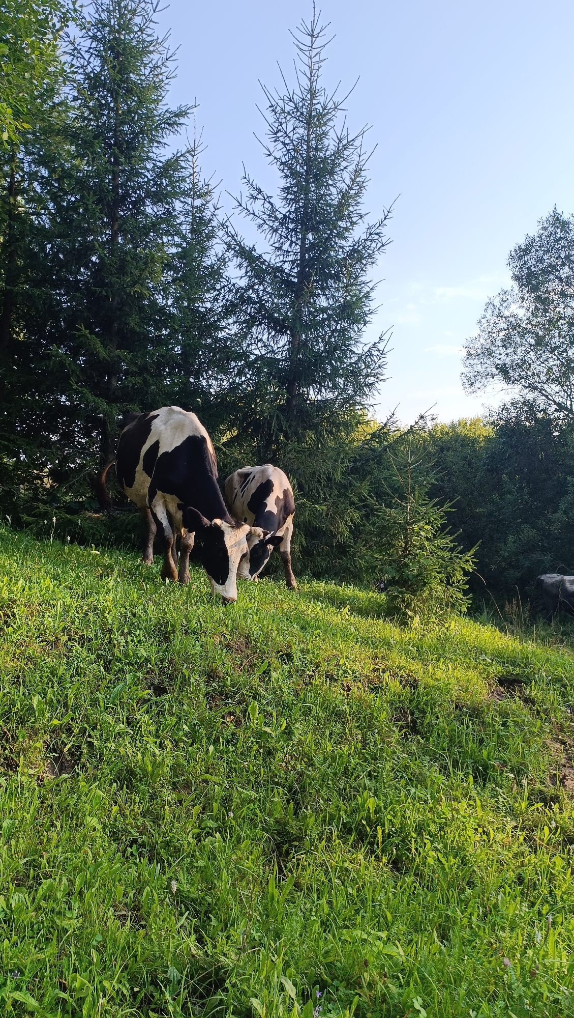 Two black and white cows graze on a grassy hillside under a clear blue sky. Tall evergreen trees form a dense backdrop behind the cows. The grass is lush and green, illuminated by sunlight, with some areas appearing darker in shadow. The scene depicts a rural landscape.