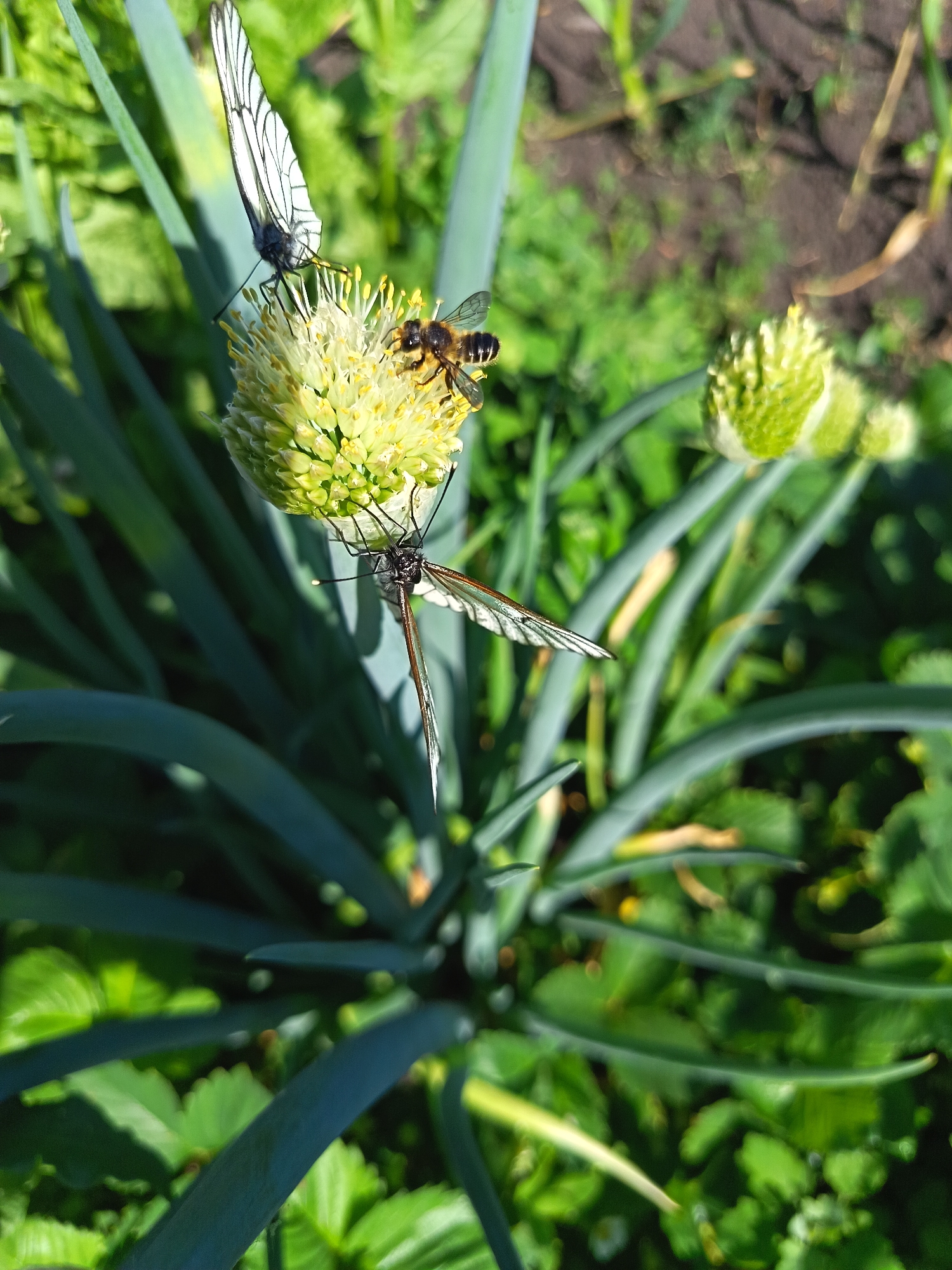 The image depicts a close-up view of a pale yellow, spherical onion flower in bloom. Two white butterflies with black veins are perched on the flower, one at the top and another extending downwards. A bee, with visible stripes and wings, is also on the flower, positioned between the butterflies. The flower and its long, green leaves are surrounded by blurred green foliage and dark soil, suggesting an outdoor setting, likely a garden. The lighting indicates it is daytime, with sunlight casting shadows and highlighting the textures of the insects and the plant. The location is specified as Soloneshnoye, Russia.
