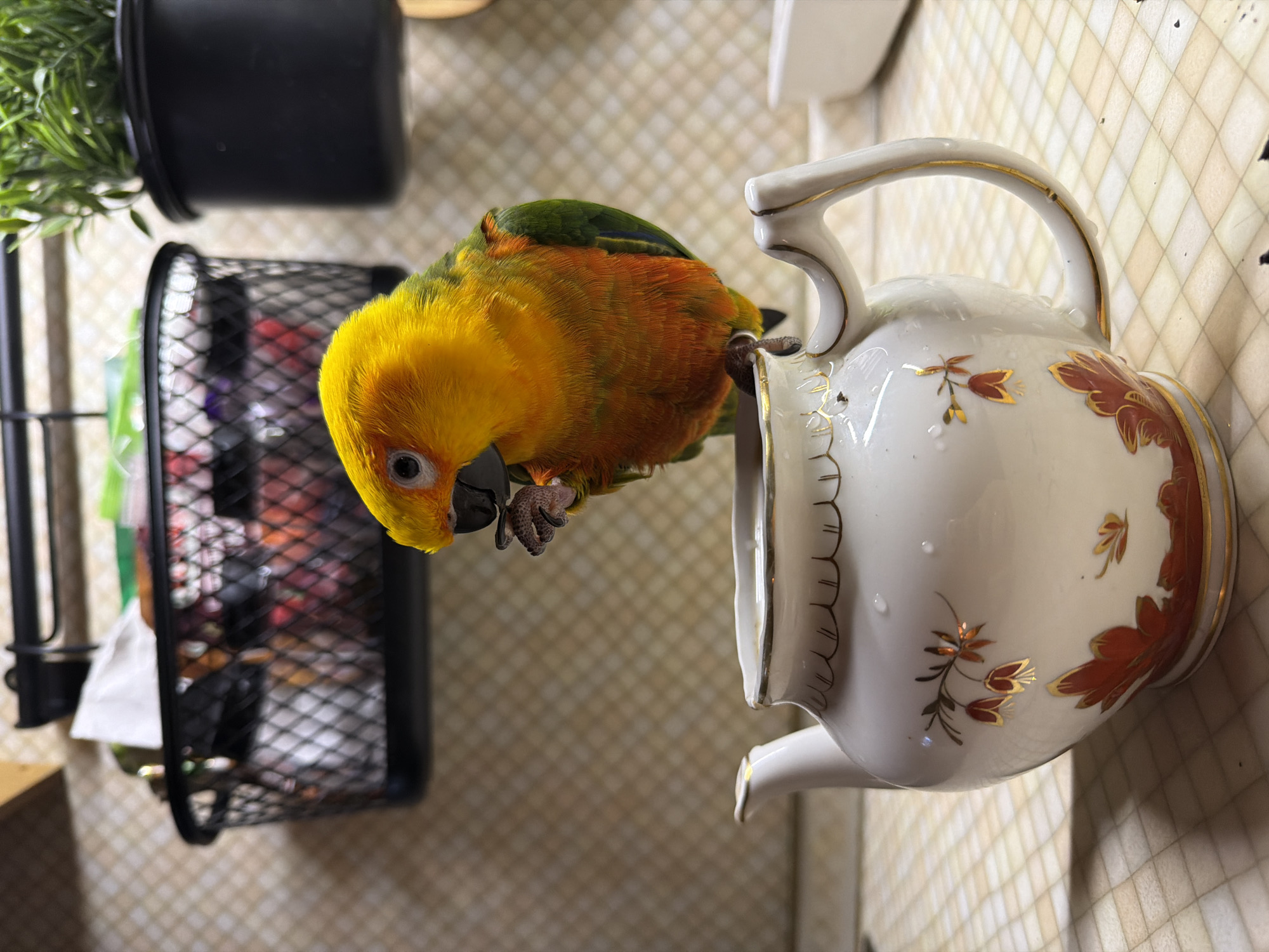A Sun Conure parrot is perched on the rim of a white teapot with red and gold floral designs. The bird has yellow and orange feathers on its chest and head, and green feathers on its back. The teapot is on a checkered tan surface. In the background is a black wire mesh container and a black planter with greenery.
The location of Khimki, Russia, cannot be determined from the visual information in this image.