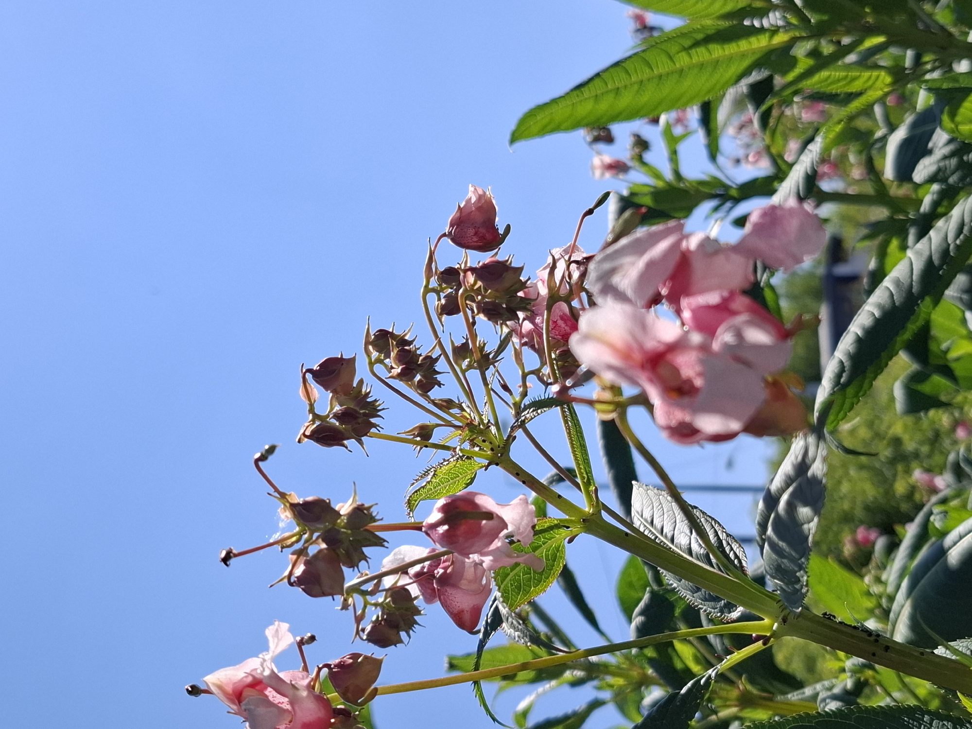 In an outdoor urban setting with a clear blue sky, a close-up shot focuses on the delicate pink flowers and green foliage of a plant. The flowers, some in full bloom and others still in bud, hang downwards, while the leaves are serrated and textured. The background is blurred, hinting at the presence of trees and possibly buildings in the distance, suggesting an environment within a city. The lighting indicates a sunny day.