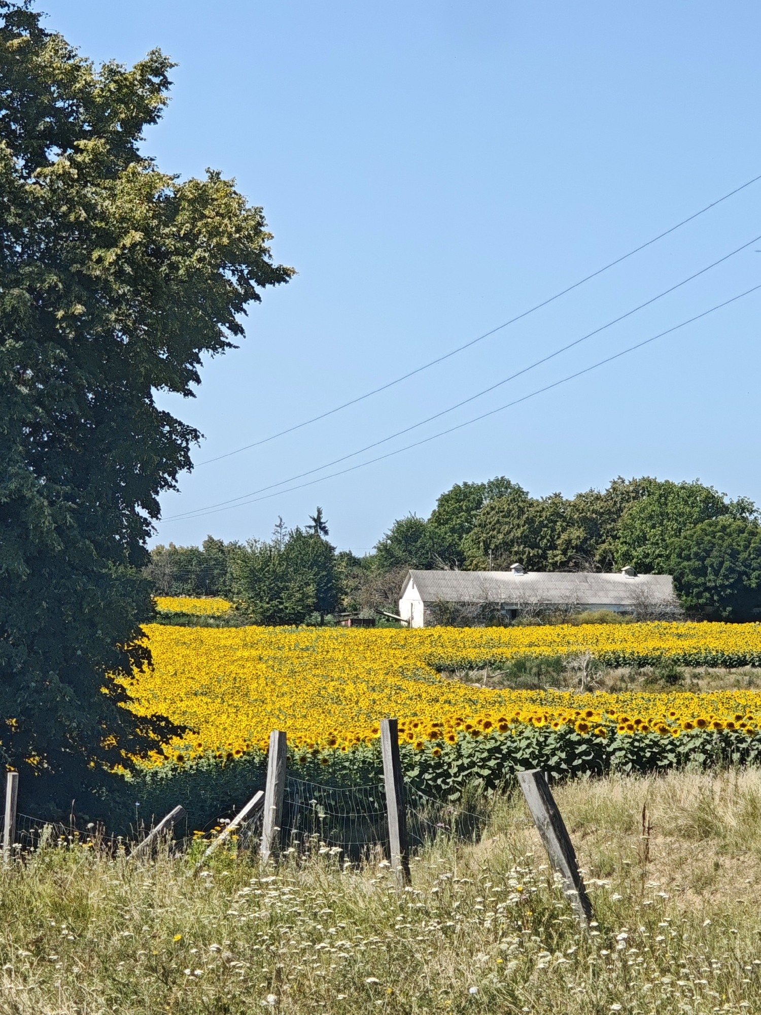 In Parkhomivka, Ukraine, a sun-drenched rural scene unfolds under a clear blue sky. A vast field of bright yellow sunflowers dominates the middle ground, stretching towards a line of lush green trees in the distance. Nestled within the trees is a long, low-slung white building with a corrugated roof and two small vents, likely a barn or agricultural structure. A dark green, leafy tree occupies the left foreground, its branches reaching towards the sky, partially obscuring the view. A weathered wooden fence with wire mesh runs across the lower portion of the image, separating a patch of dry grass and wildflowers from the sunflower field. Power lines crisscross the sky above the landscape.