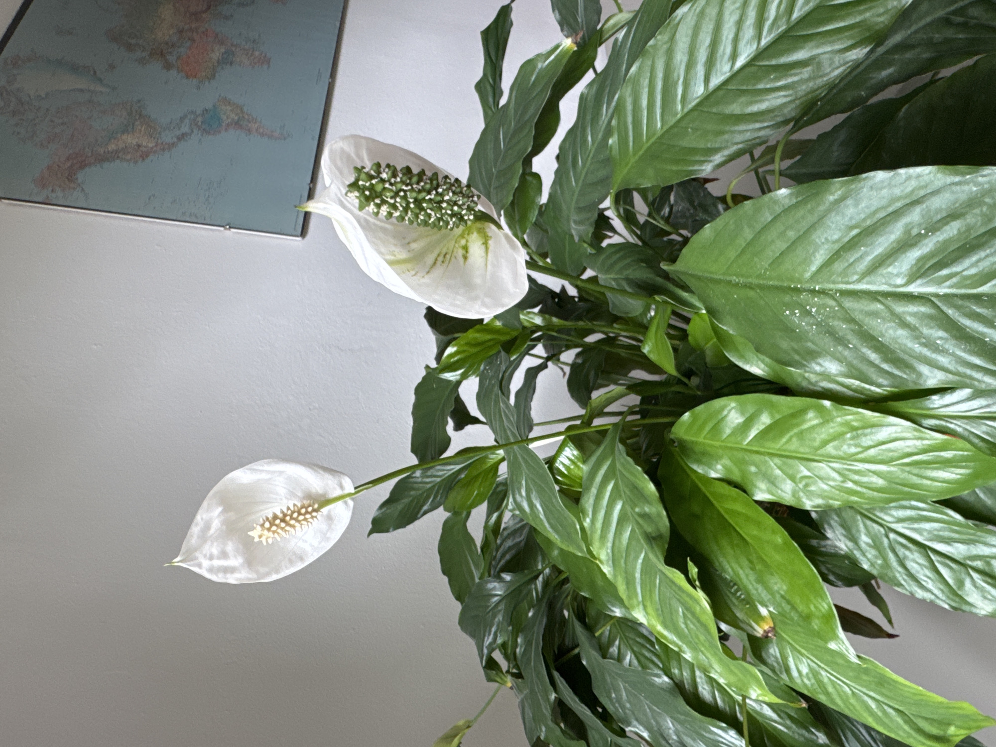 A close-up, eye-level, interior shot shows a Peace Lily plant with lush green foliage and two white spathes. The plant is situated in what appears to be a home or office environment, with a light gray wall as the backdrop. A world map, with muted colors, is visible on the upper right side of the wall. The lighting is natural, casting soft shadows and highlighting the glossy texture of the leaves and the delicate structure of the spathes. There are no people or animals present in the image. The scene is static and peaceful. The location is the living room of a private residence in Hohenbrunn, Germany.