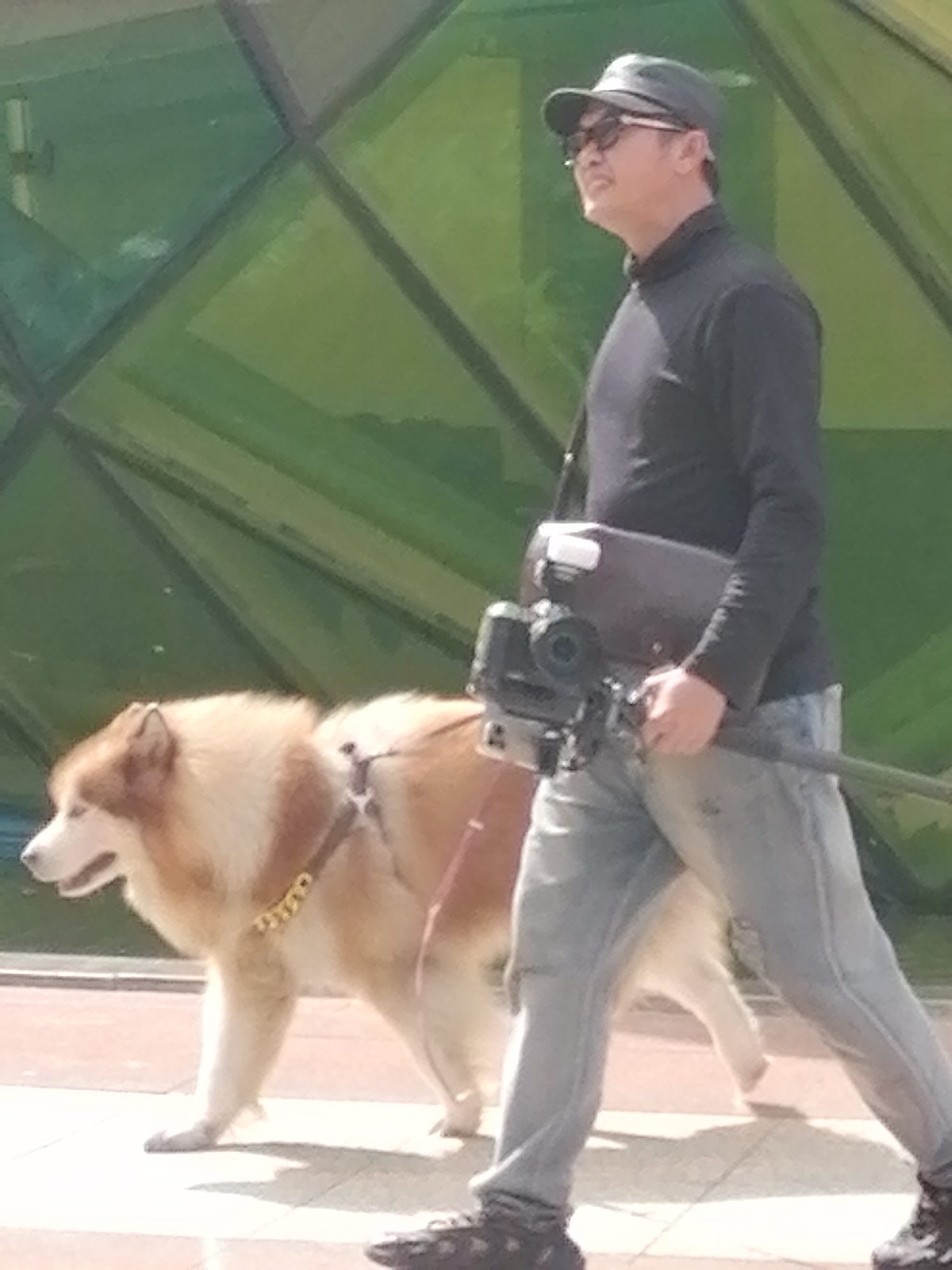 A man wearing a dark long-sleeved shirt, light-colored jeans, a dark baseball cap, and sunglasses walks a husky dog on a leash. The man is holding a camera with a rig and has a dark bag slung over his shoulder. The dog has a brown and white coat and is wearing a brown harness with a gold chain detail. They are walking on a paved pathway in front of a building with a geometric green glass facade. The scene appears to be outdoors during the day. The location is not Da Lat, Vietnam, but rather an unspecified urban environment.