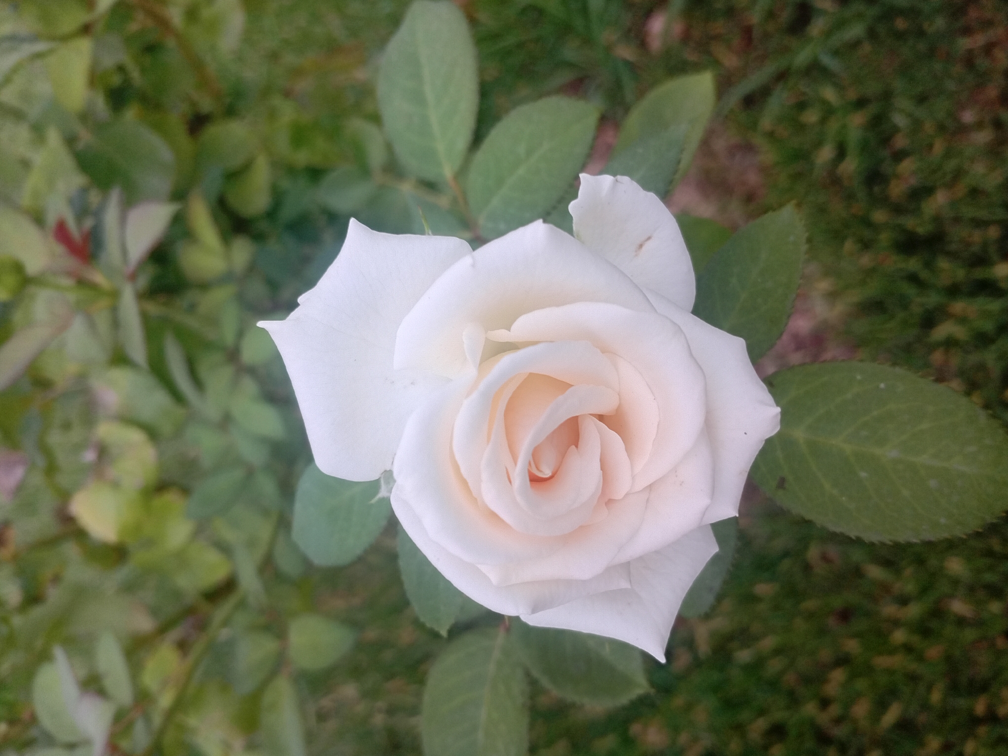 A close-up, high-angle shot features a single, delicate white rose with faint pink undertones at its center. The rose is in full bloom, with its petals gently unfurling. It is positioned in the foreground, dominating the frame. Surrounding the rose, in the mid-ground and background, are lush green leaves and foliage, some of which are blurred, suggesting a garden setting. The ground beneath the plant appears to be covered in grass, also slightly out of focus. The lighting suggests it is daytime, possibly overcast or late afternoon, given the soft, diffused light. The scene is natural and serene, with no human presence or artificial elements visible. The image was captured in Onikişubat, Turkey.
