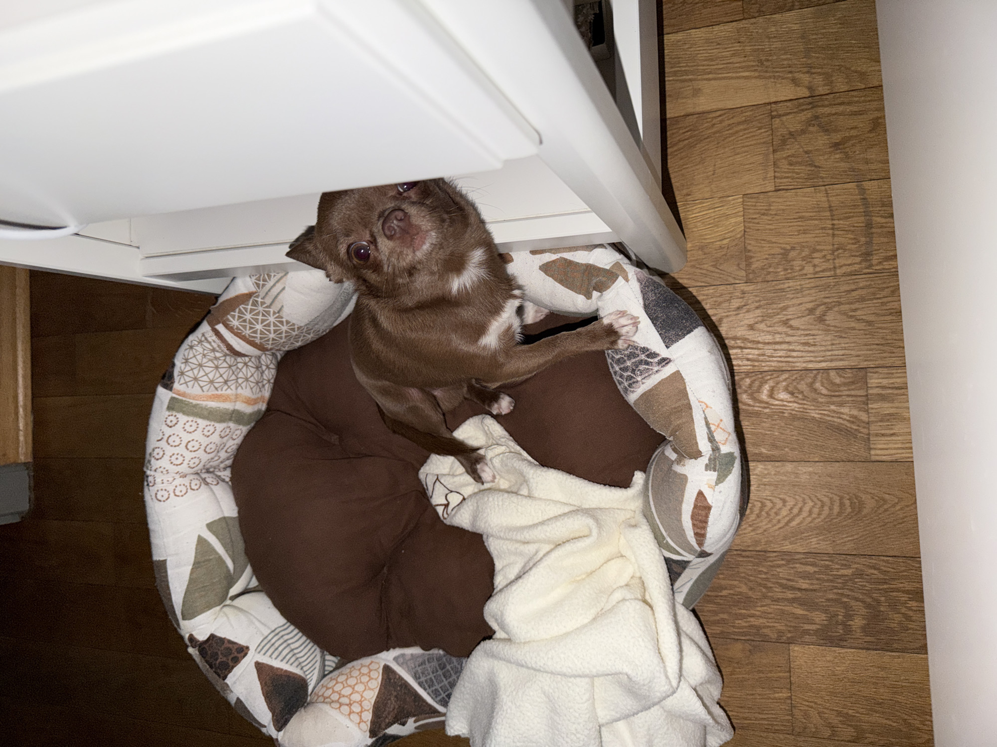 A brown chihuahua is resting in a round dog bed beneath a white cabinet. The bed has a brown center and a patterned outer ring. A white towel partially covers the dog. The floor is brown laminate. This image does not provide any information about Plovdiv, Bulgaria.