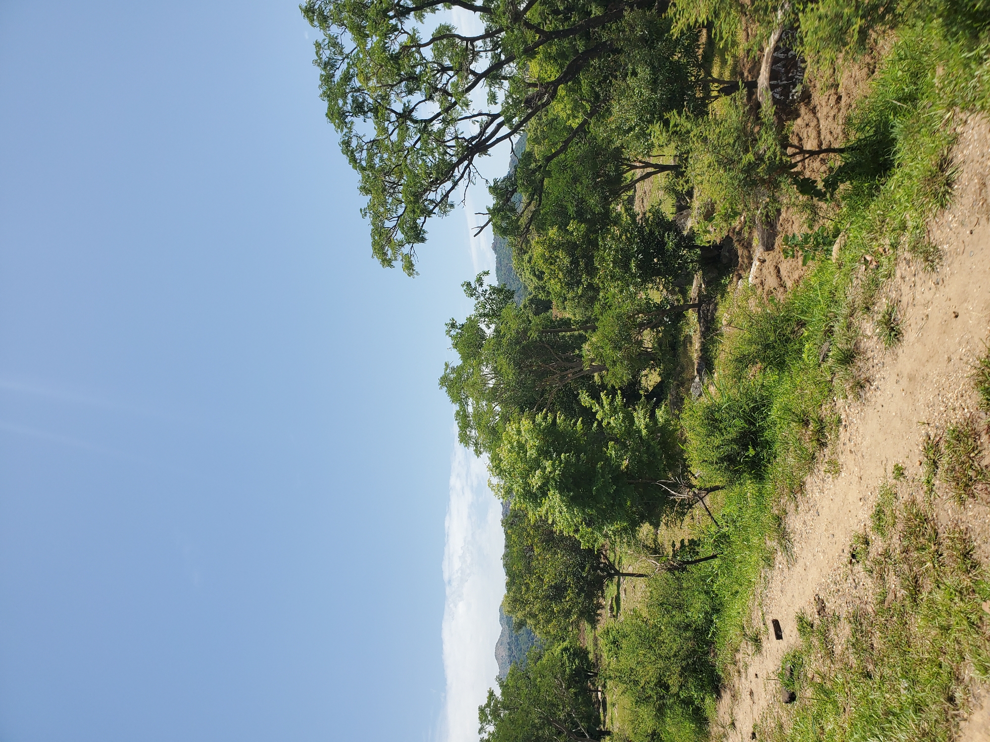 The image depicts a landscape with a clear blue sky and scattered white clouds. In the foreground, there is a dirt path winding through green grass and some dry patches of earth. Beyond the path, a dense forest of trees with lush green foliage dominates the middle ground and extends into the background. The trees vary in size and shape, with some appearing taller and more mature than others. In the far distance, rolling hills are visible, also covered in vegetation. The overall impression is of a natural, rural setting, likely in an area with a warm climate. The location is identified as Gwolong, Nigeria.