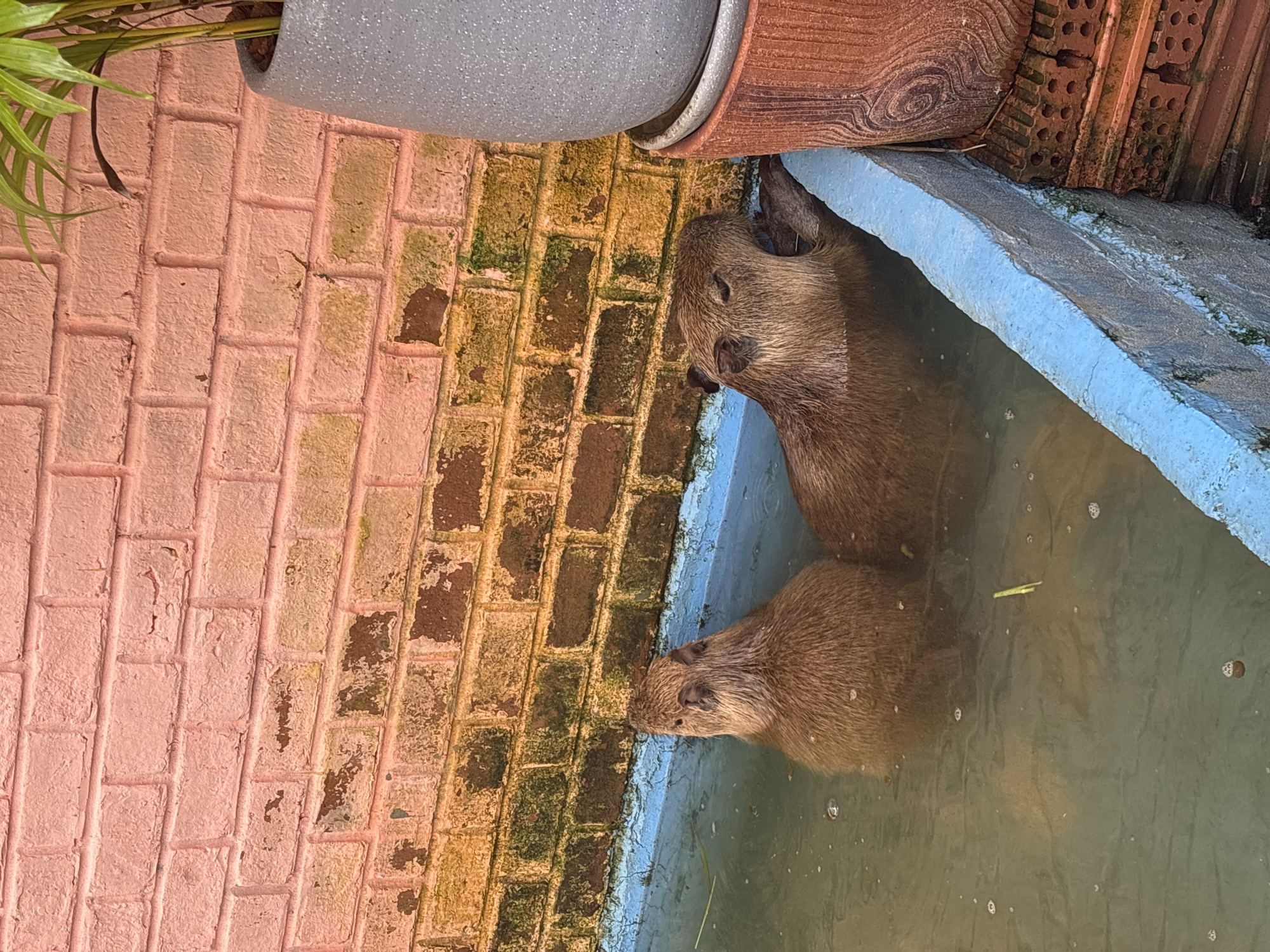 Two capybaras are in a pool of water. The pool is bordered by a blue ledge and a brick wall. A potted plant is visible above the brick wall. The scene is located in Choeng Thale, Thailand.