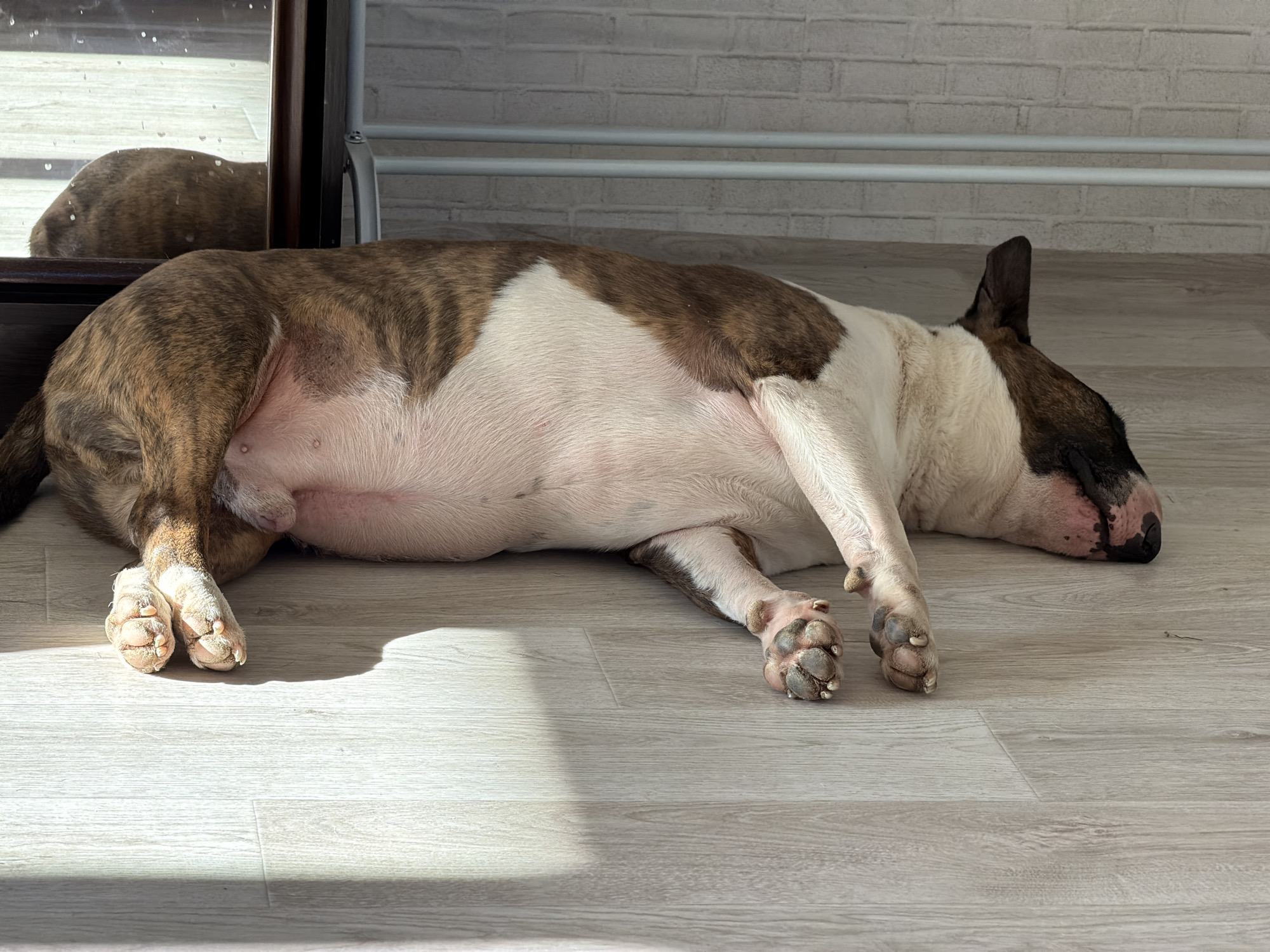 A brindle and white Bull Terrier is lying on a light grey laminate floor. The dog is positioned horizontally in the frame, with its head towards the right and its rear towards the left. Its body is mostly obscured by the shadow cast across the floor. In the background, there's a white brick wall and the legs of furniture, as well as a reflection of the dog's rear in the mirror. The location is in the city of Chaikovsky, Russia.