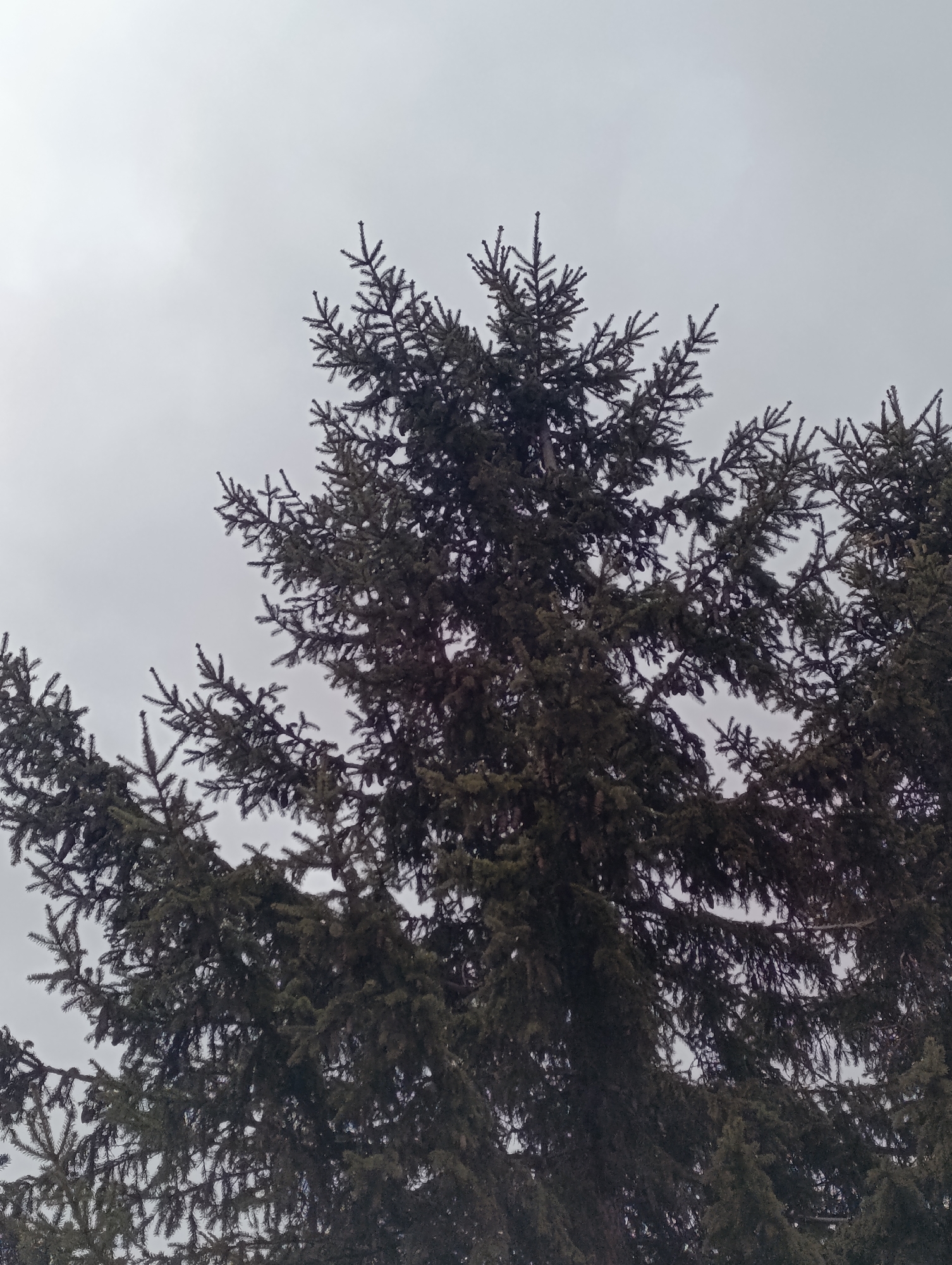 A low-angle shot depicts the upper portion of a coniferous tree against a gray, overcast sky. The tree's branches are densely packed with needles and small cones. The branches extend outward and upward, creating a somewhat irregular silhouette against the gray sky. The location of the image is stated to be in Krasnoyarsk, Russia. No people or other objects are visible in the image.