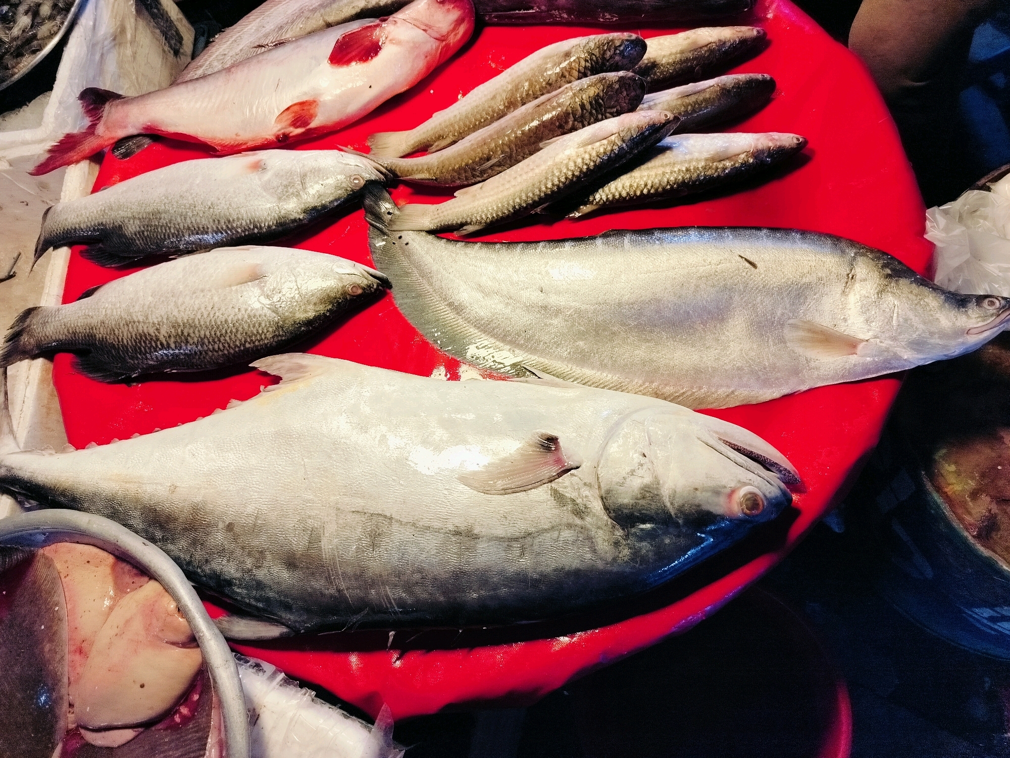 A collection of various fresh fish are displayed on a vibrant red surface, likely a market stall, in Dhaka, Bangladesh. The fish are arranged in a seemingly organized manner, suggesting a commercial setting. In the foreground, a large, silvery fish with its head facing right is prominent, showing its scales and a fin. To its left, part of another large fish is visible, with its internal organs exposed, including what appears to be its liver. Behind these, a group of smaller, elongated fish are laid out, some with darker scales. Further back, a pale pinkish fish with distinct red markings on its belly is positioned at the top. The overall impression is of a bustling fish market where fresh catch is being presented for sale. The lighting suggests it might be indoors or under artificial light, typical of many urban markets.