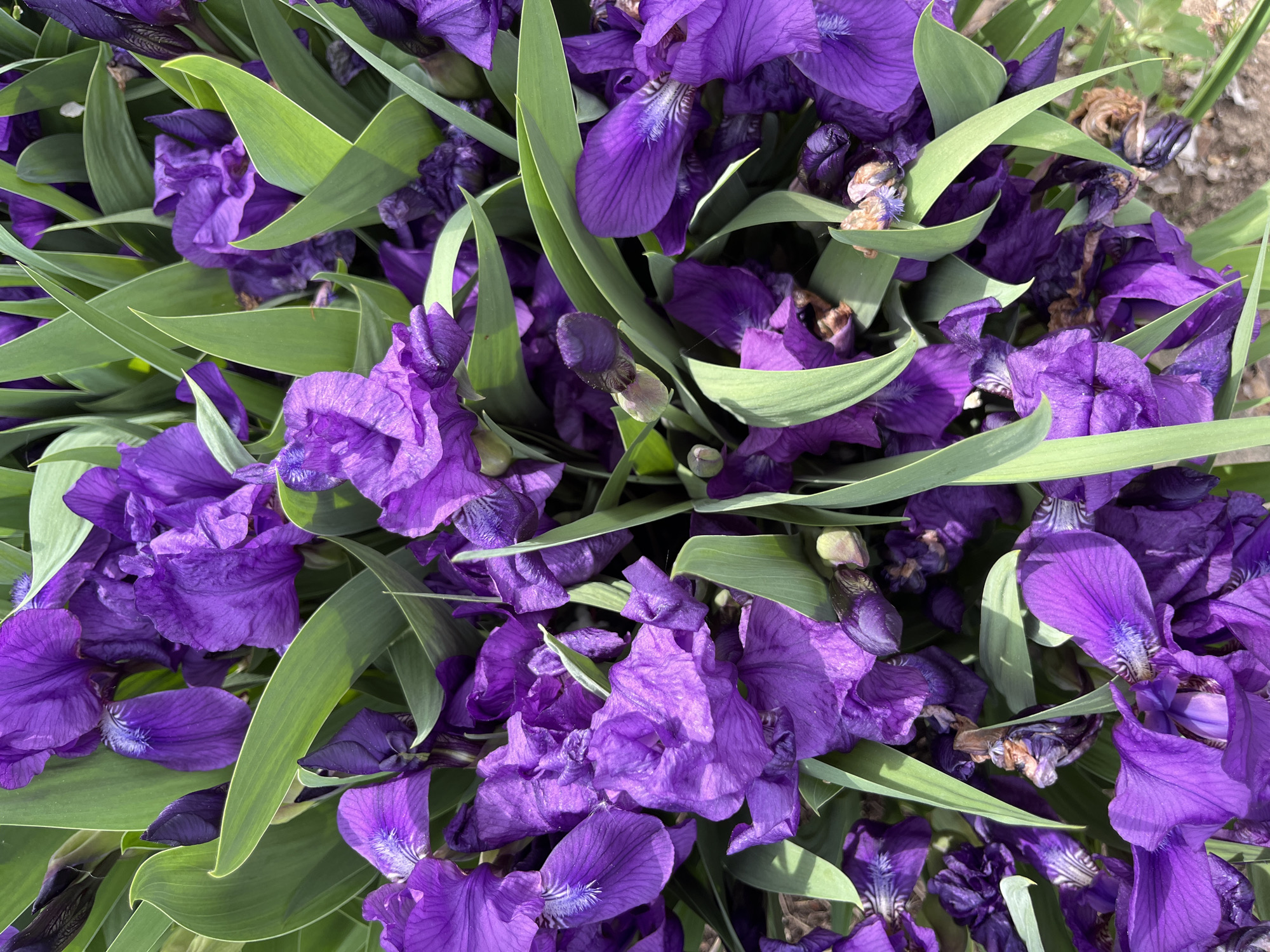 The image shows a dense collection of purple irises with long, green leaves. Some of the flowers are fully open, while others appear to be closed or wilting. A small area of bare ground is visible in the upper right corner of the image. The location (Маяк, Russia) is unknown.