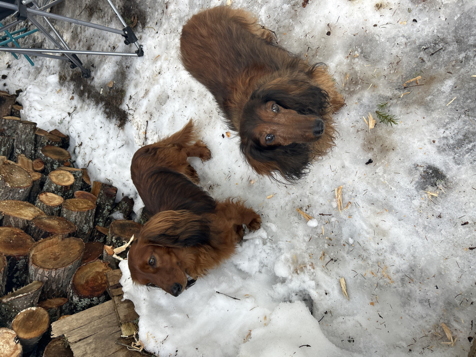 An outdoor scene in Lesnoy, Russia, depicts two long-haired dachshunds on patchy snow and dirt ground. To the left, a reddish-brown dachshund stands with its head turned left, gazing forward and slightly upward. In the foreground, a second long-haired dachshund, with darker brown fur and appearing somewhat damp around the face, is in a low, possibly sitting or lying position, with its head turned directly towards the observer. The ground surface is a mix of melting snow and exposed dirt, littered with numerous light-colored wood chips, splinters, and scattered conifer needles. In the background, to the left, a neatly stacked pile of cut logs of various sizes is visible, showcasing their exposed circular cross-sections and bark. To the right background, partial metallic frames of what appear to be two folded camping chairs are present on a less snow-covered area. The scene is illuminated by natural, diffused light.