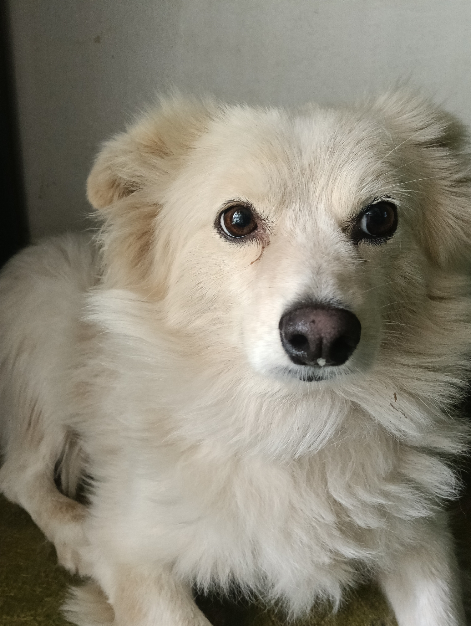 Close-up shot of a white, medium-sized dog with long, fluffy fur, brown eyes, and a black nose. The dog is looking directly at the camera. The background is a blurred combination of light gray wall and dark green floor. The location, Nairobi, Kenya, cannot be determined from the image.