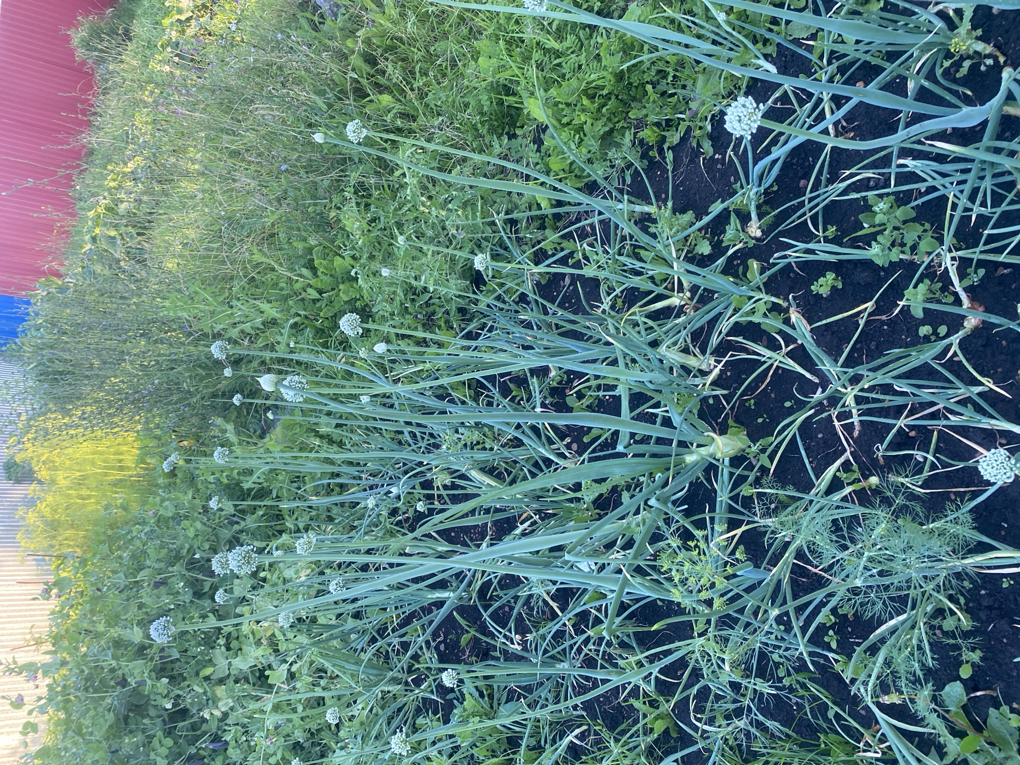 In a garden located in Tolbazy, Russia, a patch of young onions is beginning to flower. The onions, characterized by their slender green stalks and spherical white flower heads, are planted in dark, rich soil. Surrounding the onion patch are various other green plants, including taller grasses and leafy vegetation. In the background, a corrugated metal fence, painted in vertical stripes of light grey, red, and blue, marks the perimeter of the garden. Sunlight illuminates the scene, casting a gentle glow on the plants.