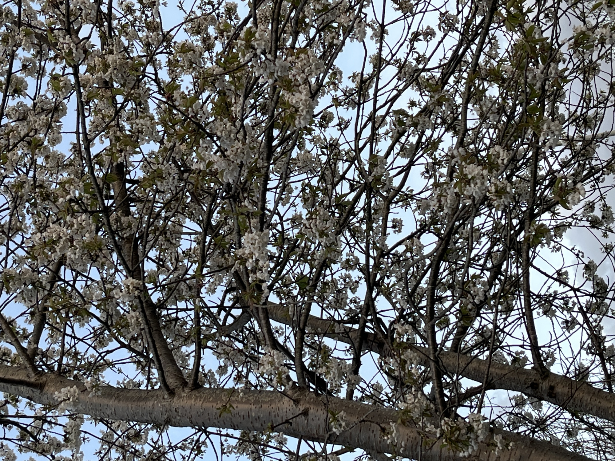 The image depicts a tree with white blossoms and branches against a light blue sky. The tree's trunk and branches are visible, with clusters of small white flowers blooming throughout. The branches are dense and overlapping, creating a pattern of light and shadow. The sky is mostly clear, with a hint of clouds in the upper right corner. The location is described as being in the city of Unknown, Unknown, suggesting the image was taken in an unknown or unspecified location.