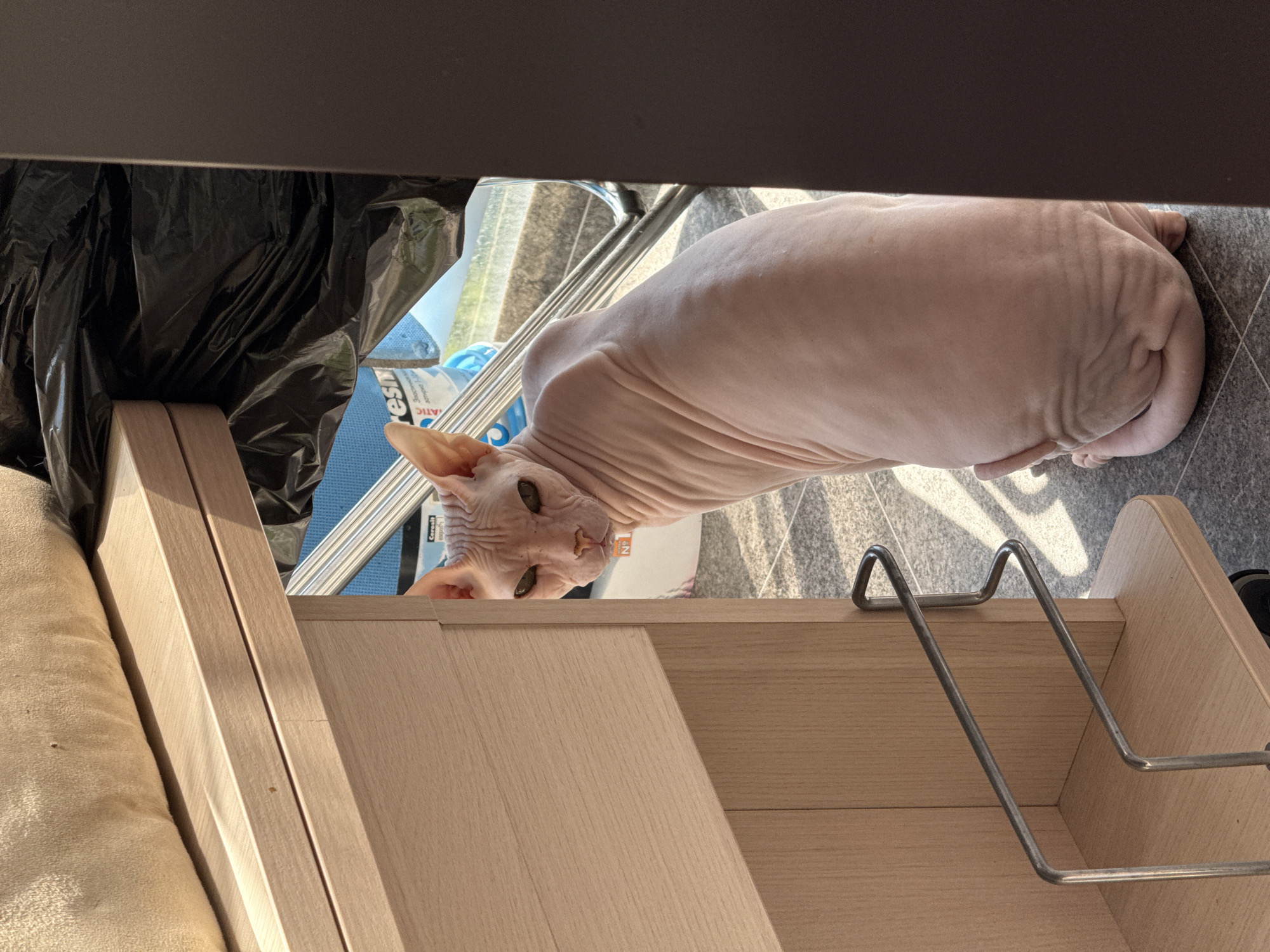 A hairless Sphynx cat, displaying its characteristic pinkish, wrinkled skin and striking green-amber eyes, is the central subject of this indoor photograph. The cat's head is tilted upwards, peering directly at the viewer from behind a light-colored wooden furniture piece, which could be a shelf or a drawer unit. Its elongated, hairless body rests on a grey tiled floor, with its tail curled at the end.
The shot is taken from an elevated perspective, with a dark, flat surface framing the top of the image. To the cat's left, a crinkled black plastic bag is visible, positioned near a soft, beige cushion or fabric. On the right, slender metal rods, possibly part of a rack or the furniture, extend across the frame. The background reveals a brightly lit area, suggesting an outdoor view through a window or glass door. Strong, distinct shadows are cast across the tiled floor, indicating a sunny daytime setting.
Visible text includes "Ceresit" on a blue and white object, along with partial text like "N°" and "ATIC". The cat appears curious and alert, observing its surroundings. The location context for this scene is Krasnoyarsk, Russia.