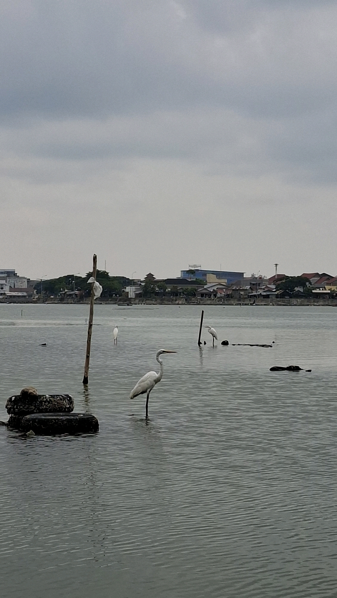 The image depicts a calm body of water in Lhokseumawe, Indonesia, likely a bay or estuary, under an overcast sky. The water is a muted greenish-gray with ripples, and several white egrets are visible. In the foreground, a large egret stands prominently in the water, facing left. To its left, partially submerged, are two old tires stacked on top of each other, with debris on top. Further out in the water, to the left of the egret, is a wooden pole with another egret perched on top. To the right of the foreground egret, another egret stands in the water near a thin wooden pole. In the middle ground, further to the left, another egret stands in the water. The background shows a shoreline with a dense collection of buildings, including houses and some taller structures, with trees interspersed. The overall atmosphere is subdued due to the cloudy weather.