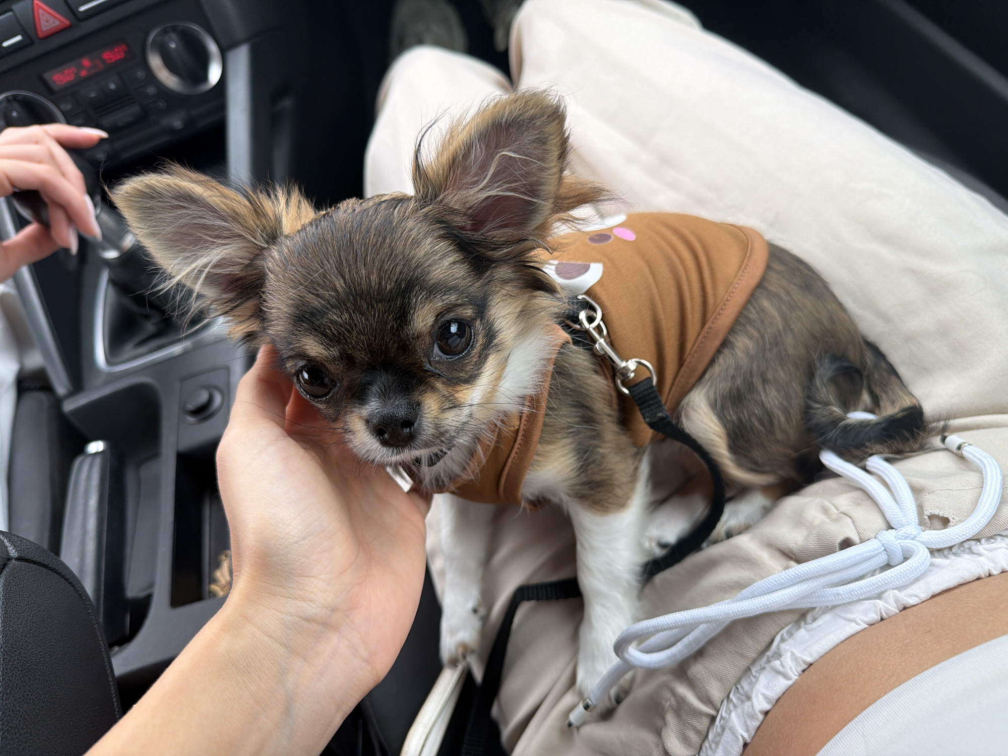 A close-up, eye-level shot captures a small, long-haired Chihuahua dog sitting on a person's lap inside a car, likely in Burgas, Bulgaria. The dog is the central subject, looking directly at the camera with dark, round eyes. It has brindle-patterned fur, predominantly brown and black with white markings on its chest and paws, and large, upright ears with tufts of lighter fur.
The dog is wearing a light brown shirt or harness with a playful design on its back, featuring pink and white shapes that resemble a deer or fawn. A black leash is attached to the harness. A person's hand is gently cupping the dog's chin and neck area, suggesting affection and comfort. The person's fingers are visible, and they have neatly manicured nails. The person's legs, covered in light-colored, possibly beige, pants or shorts, are visible, providing the resting place for the dog. A white drawstring with a knot, possibly from the person's clothing or a bag, is seen near the dog's hindquarters.
In the background, elements of the car's interior are visible. These include a black dashboard, air vents, and a climate control panel with several knobs and a red digital display showing "19.0," likely indicating the temperature setting. A red hazard light button (triangle symbol) is also discernible. Another hand of the person is partially visible near the steering wheel or car controls on the left. The overall scene depicts a calm and affectionate moment between a pet owner and their dog during a car journey or while parked.