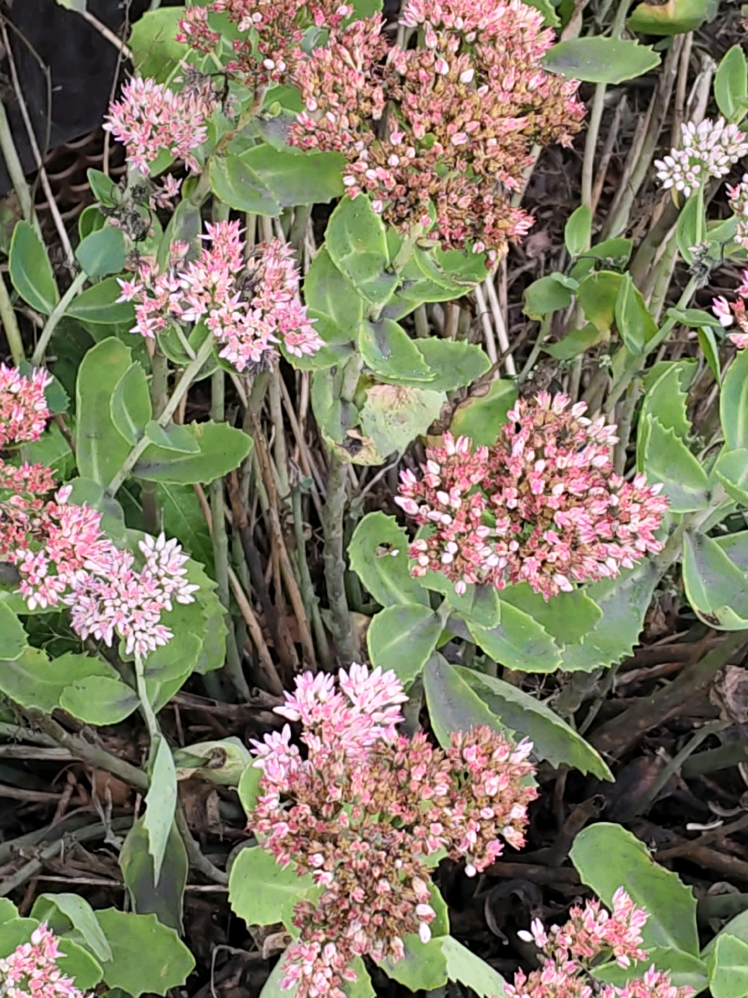 The image shows a close-up view of a sedum plant with clusters of small pink and white flowers, interspersed with succulent green leaves. The plant appears to be growing outdoors, with a background of dry stems and dark soil or mulch. The lighting suggests it is daytime, and the focus is on the delicate details of the flowers and foliage. There are no people or identifiable landmarks visible in the image. The scene is natural and garden-like.