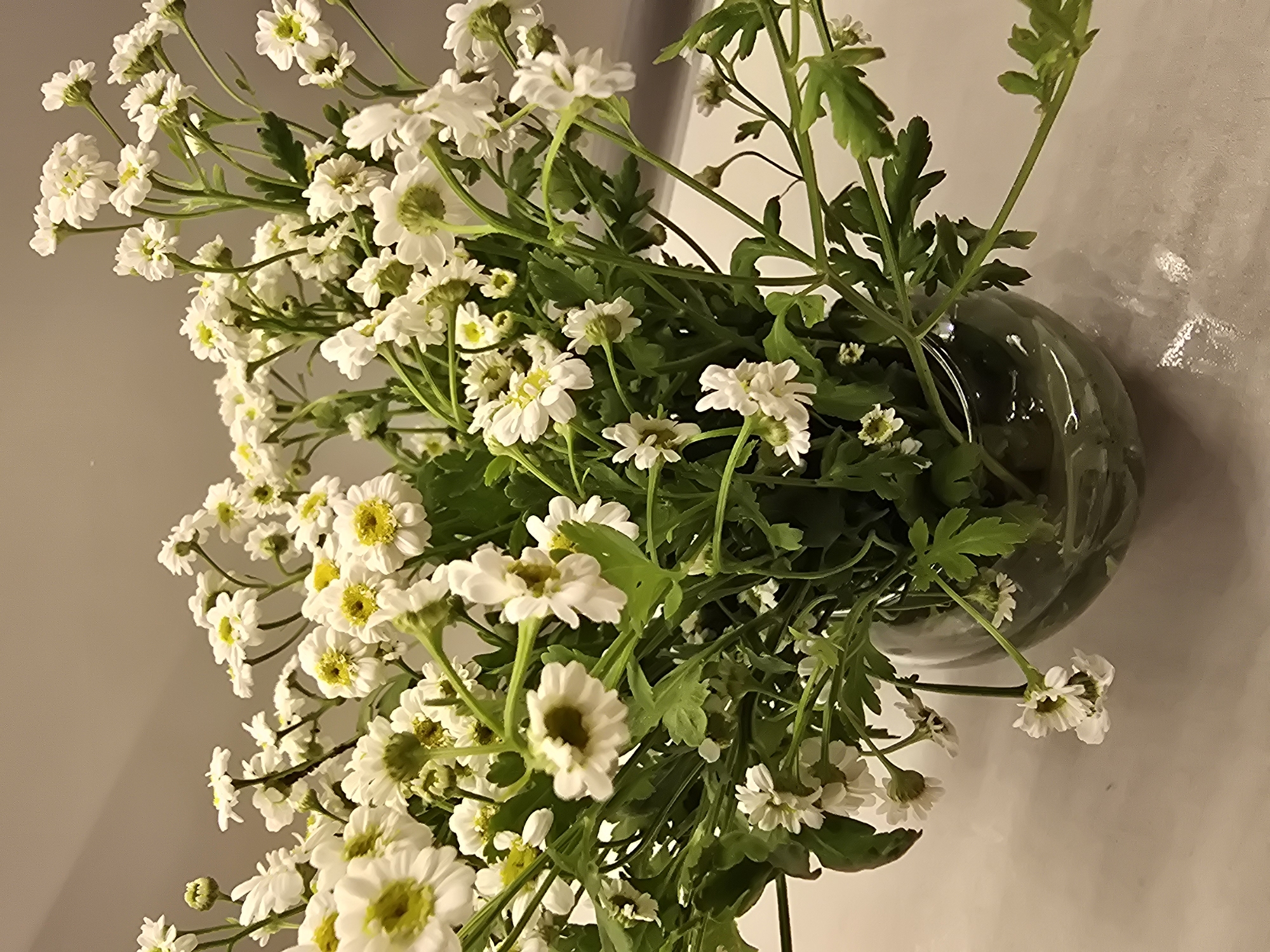A vase of white daisies with yellow centers sits on a light-colored, reflective surface. The daisies are a mix of fully bloomed flowers and buds, with green stems and leaves. The vase is clear and appears to be made of glass, with a rounded shape and a light green tint. The background is a neutral, muted tone, possibly a wall or countertop. The lighting is soft and diffused, creating a gentle atmosphere. The image does not contain any people or specific city landmarks, so its location in Sofiivska Borshchahivka, Ukraine, cannot be visually determined from the image content alone.