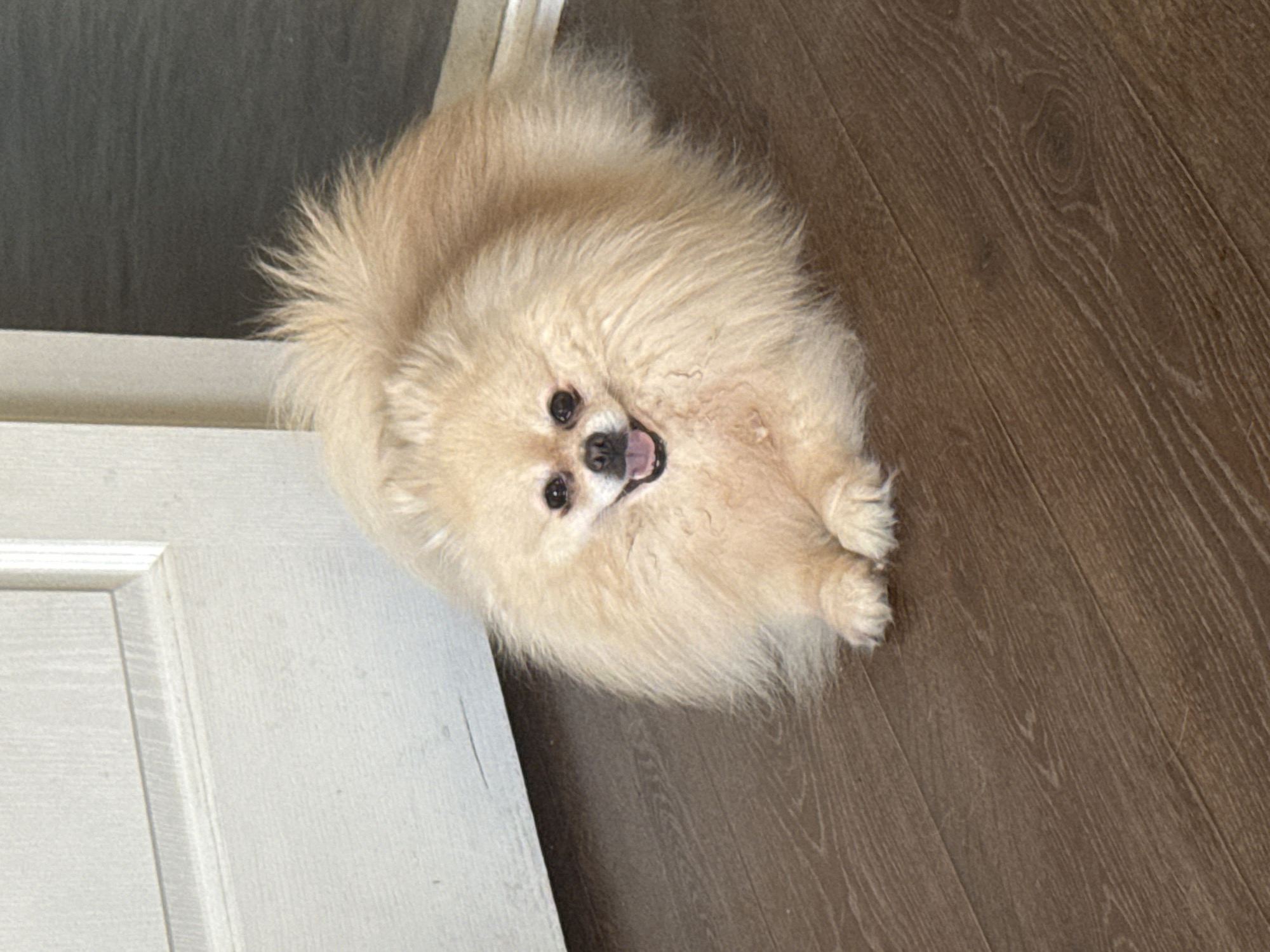 A light-colored Pomeranian dog lies on a dark brown wooden floor, positioned in the lower half of the frame. The dog is fluffy with a light cream-colored coat, dark eyes, and its mouth is open, showing its tongue. Its front paws are crossed. To the left of the dog is a partially visible white door, with the bottom edge of the door and its frame visible, suggesting it is open. The background consists of the door and a darker, out-of-focus area to the right. The lighting appears to be natural, coming from the left, casting soft shadows. The overall scene is indoors, on a floor that resembles laminate or hardwood.