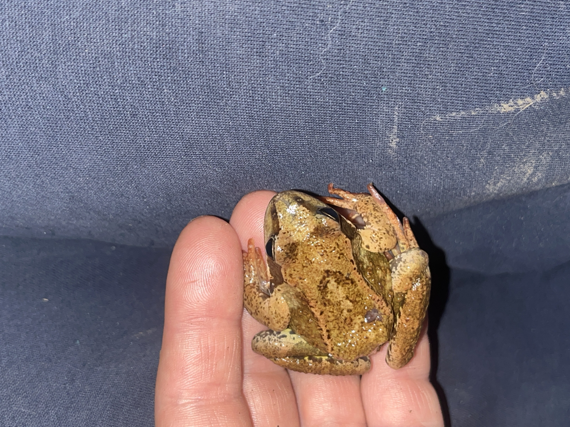 A tan-brown frog, mottled with darker brown spots, is resting on a human hand. The frog's eyes are visible, and its webbed feet are tucked beneath its body. The background is a dark blue, textured fabric, likely clothing. The image does not provide information on whether this picture was taken in Nizhny Tagil.