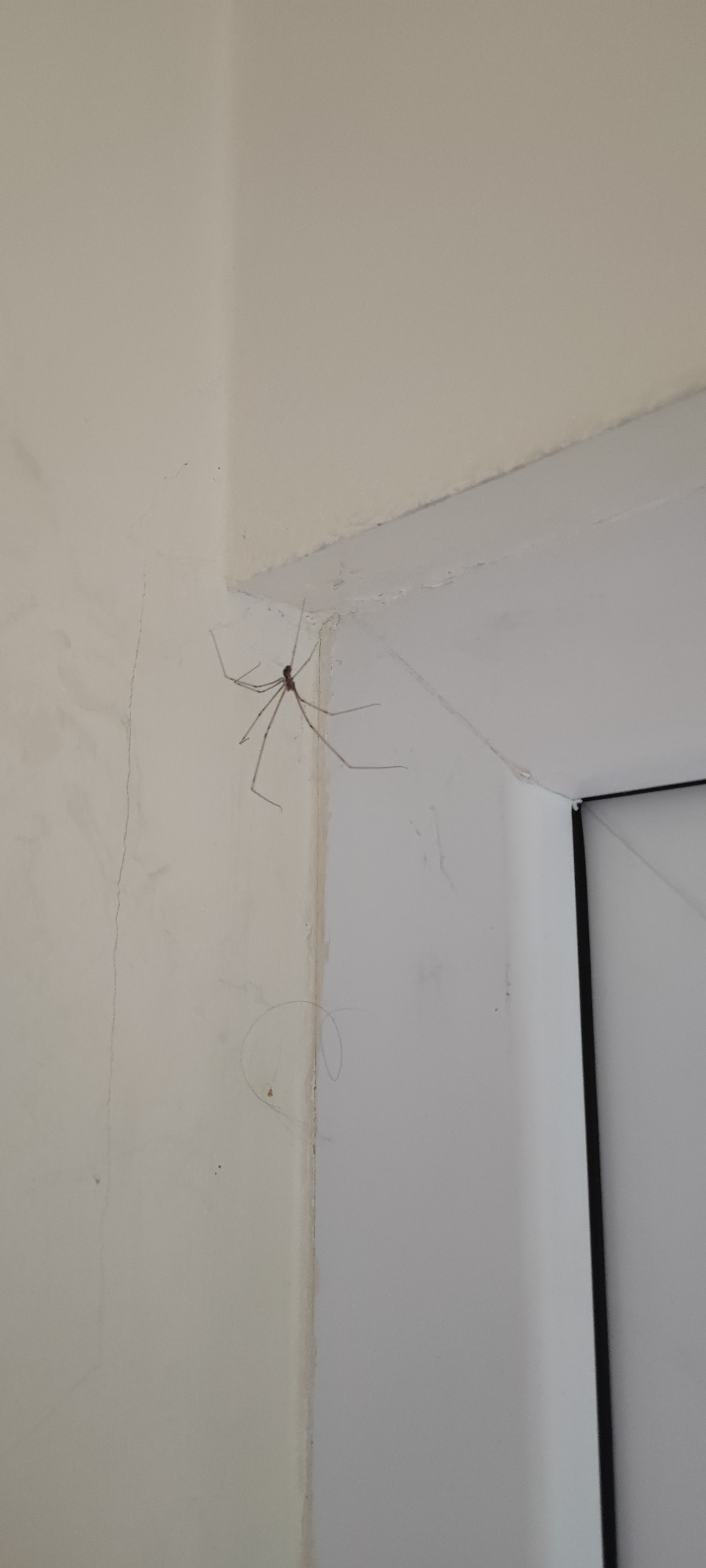 An image captures a long-legged spider, commonly known as a daddy long-legs or cellar spider, positioned high on a light-colored wall in an indoor setting. The spider's slender, dark body and exceptionally long, thin legs are clearly visible against the off-white surface. It is situated in the upper right portion of the frame, near the corner where two walls meet.
The walls appear to be painted in a neutral, light color, possibly white or cream. Evidence of wear and age is present, with several faint, thin cracks running vertically and horizontally on the wall to the left of the spider. Near the base of the corner, below the spider, a curled strand of what appears to be hair or fine fiber is stuck to the wall. To the right, a segment of a window or door frame with a black inner lining and white outer edge is visible, indicating an opening in the wall. The lighting suggests an interior space, likely during the day or under artificial light. There is no visible text in the image. The scene is located in Yerevan, Armenia.