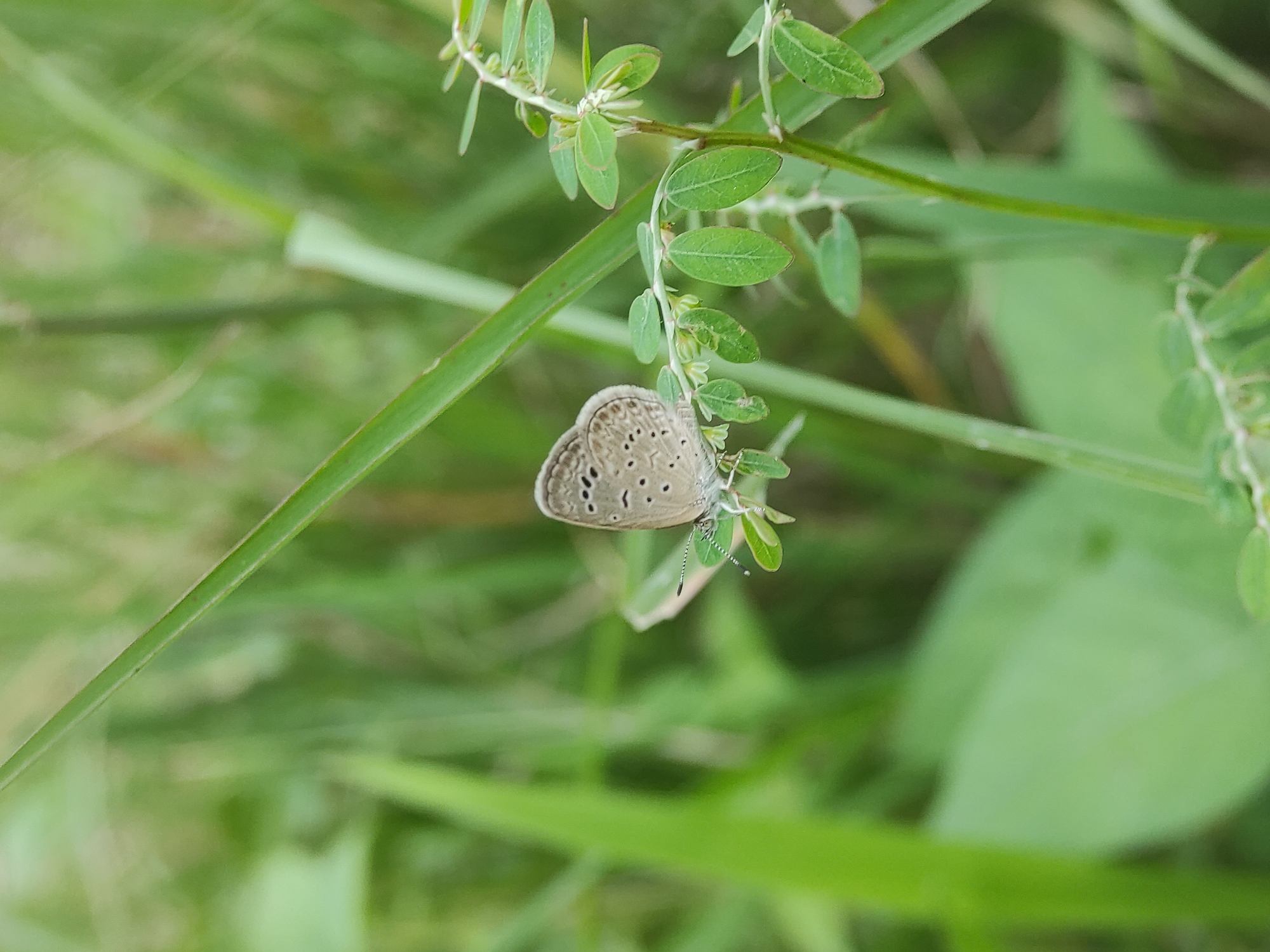 This close-up photograph captures a small, light-colored butterfly resting on a green plant stem. The butterfly, likely a species from the Lycaenidae family, displays a beige or light brown underwing patterned with several distinct black spots, each typically rimmed with white. A delicate tail-like projection is visible on the hindwing, accompanied by a small black spot and a pale fringe. Its antennae are clearly segmented with alternating black and white bands. The insect is perched on a slender stem adorned with numerous small, oval, paired green leaves, resembling a species of *Phyllanthus*. The background is a soft, out-of-focus blur of lush green foliage, suggesting a verdant natural setting. The image, taken in Lhokseumawe, Indonesia, depicts the butterfly at rest during what appears to be daytime, highlighting the intricate details of its wings and its delicate interaction with the plant. There are no people, explicit events, or visible text.