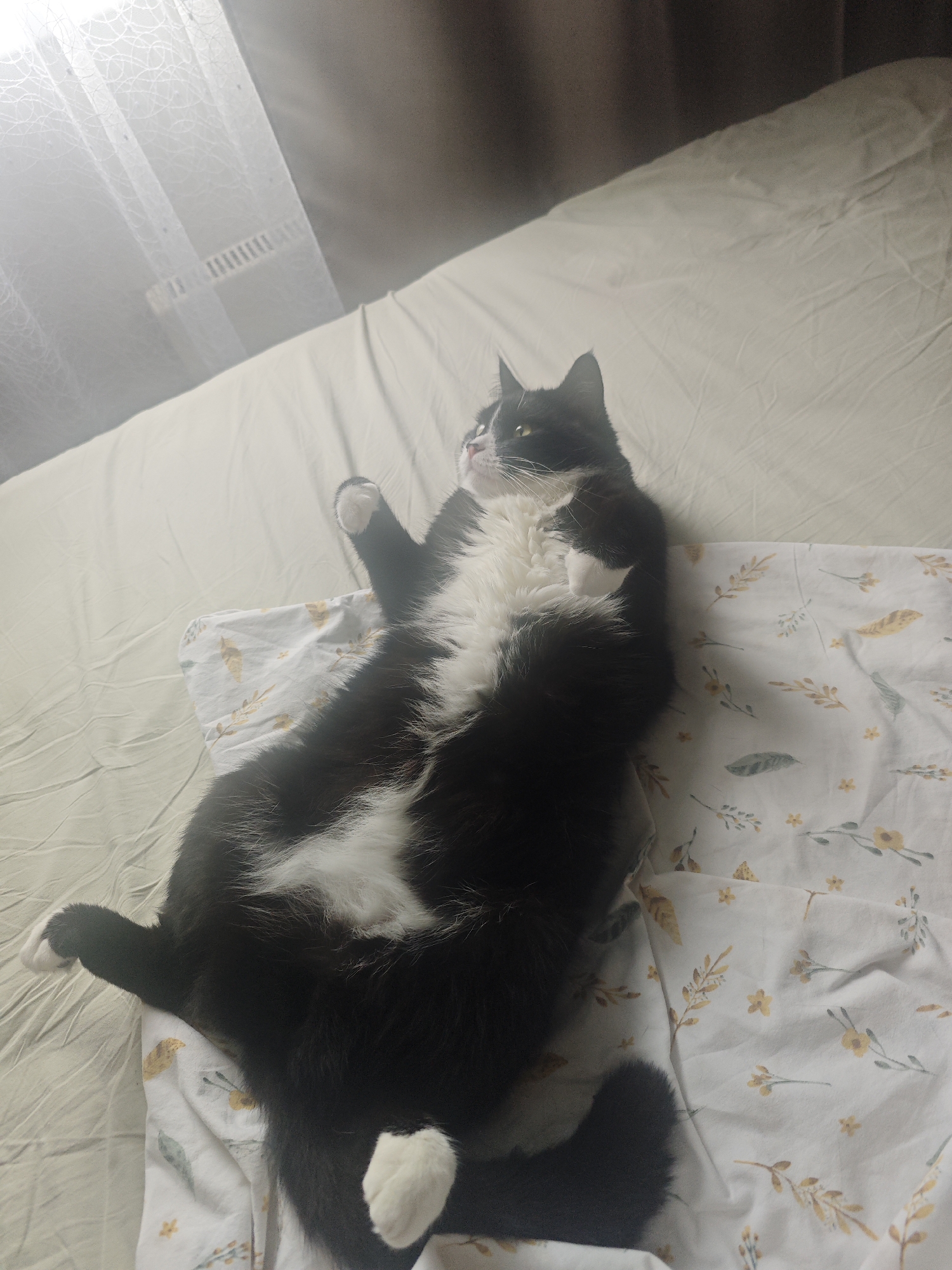 A black and white cat is lying on its back on a bed with a patterned sheet. The cat is facing upwards and to the left, with its paws in the air. The room appears to be a bedroom, with a window covered by a sheer curtain in the background. The image is a photograph, taken from a slightly elevated angle. There is no indication of the location being in the city of Chekhov, Russia.