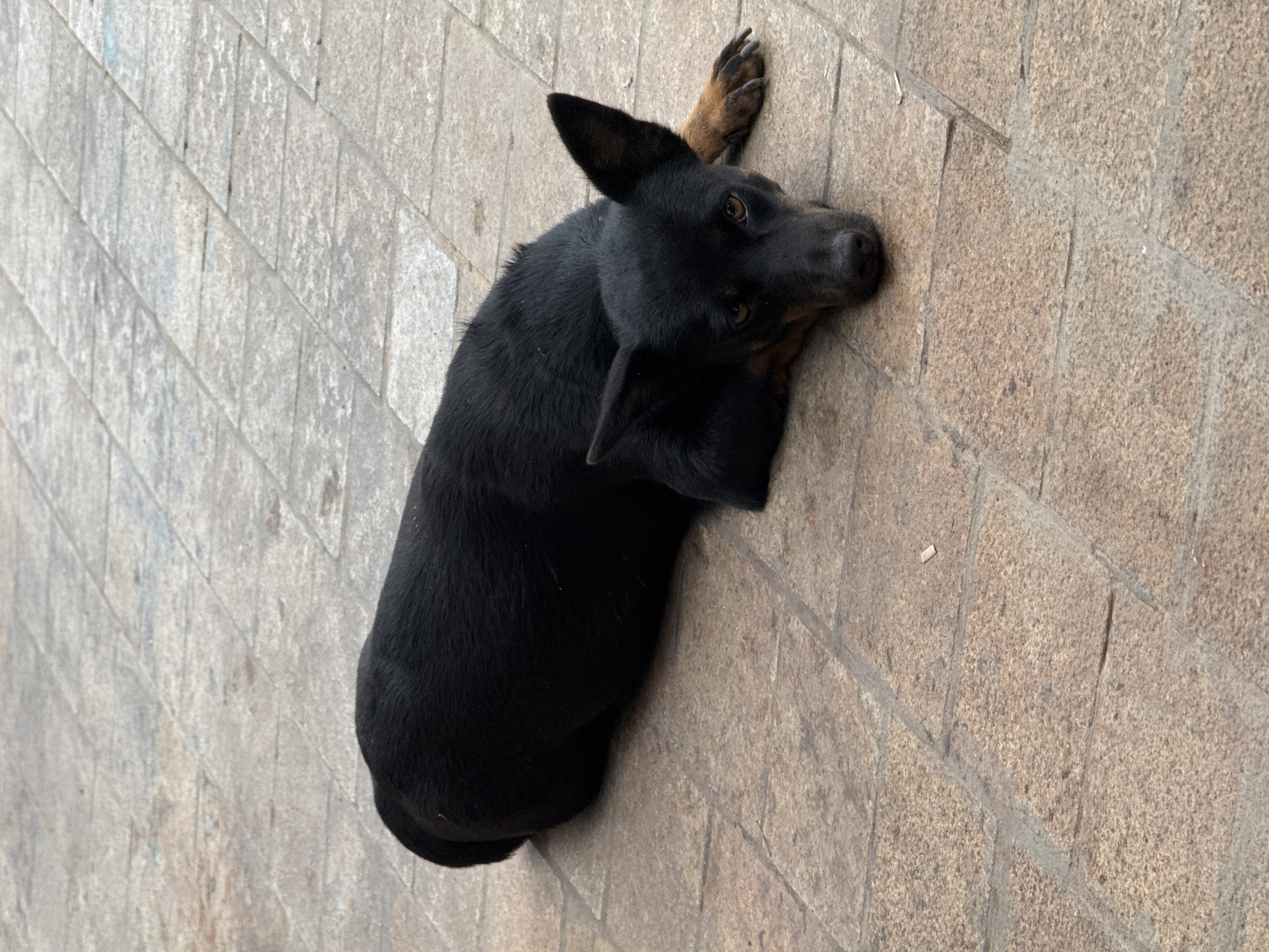 A black dog with tan markings on its legs and face lies on a paved surface composed of interlocking rectangular stones. The dog is positioned horizontally in the frame, facing towards the right, with its head resting on its paws. Its eyes are open and directed towards the viewer. The paving stones are a muted brown and grey color with visible grout lines between them. The background is out of focus, but appears to be more of the same paved surface. A small, light-colored object, possibly a cigarette butt, is visible on one of the stones to the right of the dog. The lighting suggests it is daytime, with soft, diffused light. There are no people or other animals visible in the image. The overall impression is one of a common urban scene, likely in an outdoor public space.