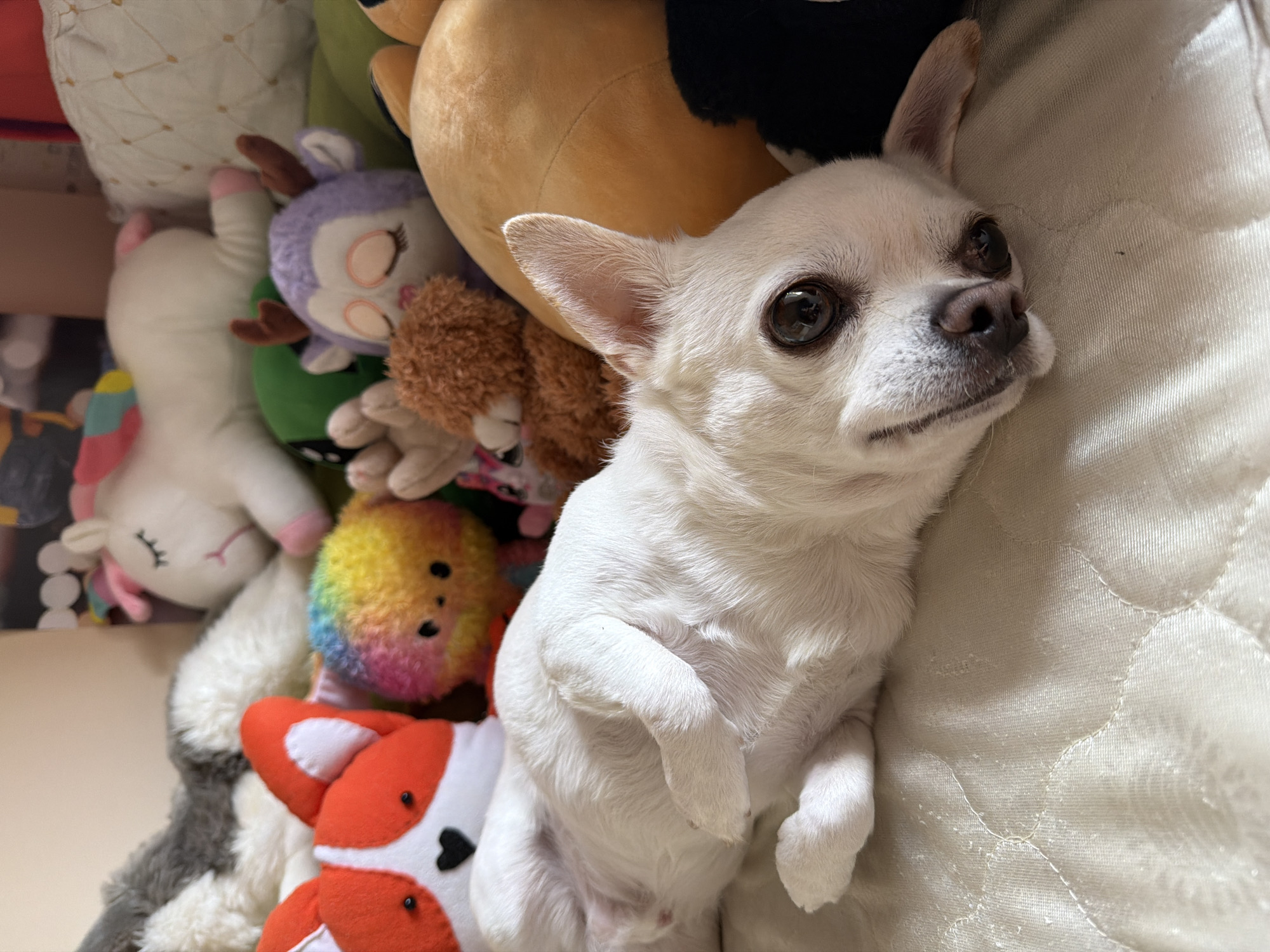 A white chihuahua is lying on its back on a quilted surface surrounded by several stuffed animals. The dog has large, dark eyes and appears to be relaxed. The stuffed animals include a unicorn, a fox, a rainbow-colored creature, a deer, and a brown teddy bear. The background is soft and out of focus, suggesting an indoor setting, possibly a bedroom or living room. There is no information available to determine the location in the city of Birobidzhan, Russia.