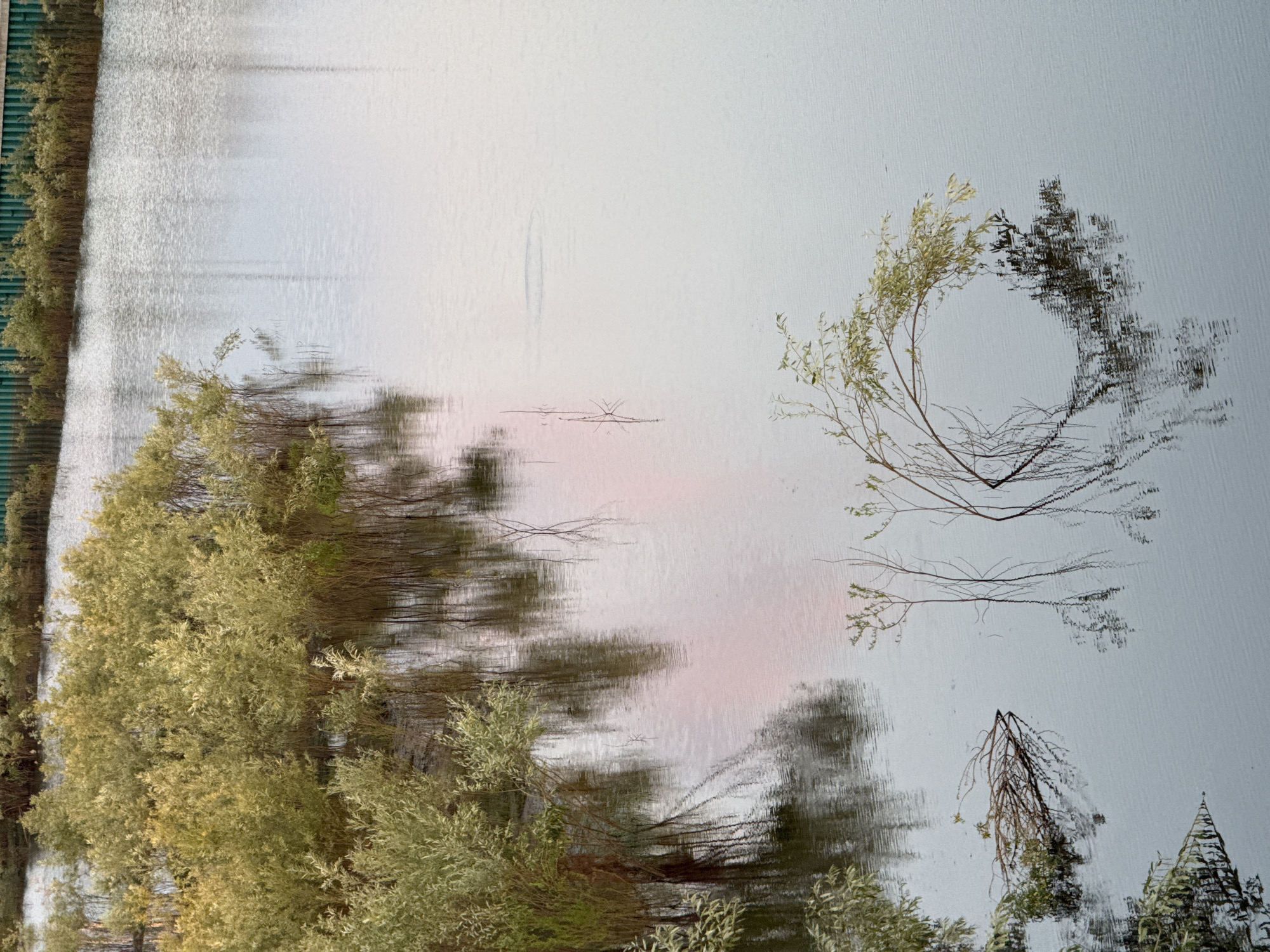 The image depicts a body of water, likely a flooded area or a slow-moving river in Surgut, Russia. Dense vegetation, primarily bushes and trees with light-colored foliage, grows along the edges and within the water. The water's surface is calm with ripples, reflecting the trees and the sky. Some branches and foliage have fallen into the water, partially submerged. The environment appears natural, with no visible man-made structures other than a distant green fence or barrier at the top of the frame. There are no people or animals present in the image. The overall scene conveys a sense of serene, natural landscape with elements of overgrowth and water.