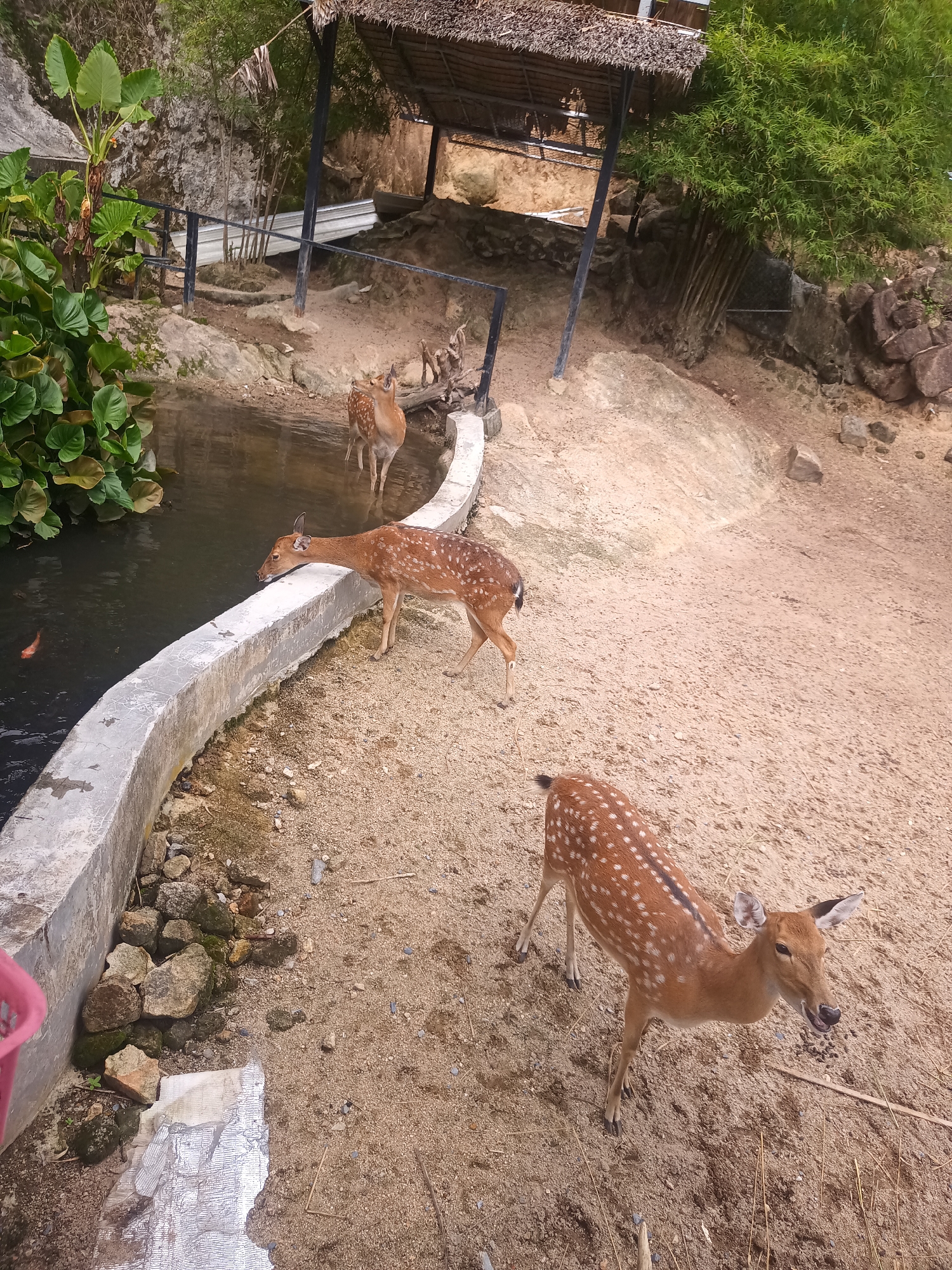 An outdoor, slightly elevated view captures a natural enclosure, likely a wildlife park or sanctuary, located in ตำบลเกาะพะงัน, Thailand. The scene is dominated by several spotted deer (resembling Chital or Sika deer) on a sandy, dirt ground interspersed with small rocks and pebbles.
To the left, a dark-water pond or artificial canal is bordered by a curved, grey concrete retaining wall. One deer, with a brown coat adorned with white spots, is actively drinking from the water. A single reddish-orange fish is visible just beneath the surface of the pond. In the immediate foreground, another spotted deer stands facing slightly towards the right, its mouth gently open, appearing calm and observant. Several more deer are visible further back within the enclosure, near a rustic shelter.
The background features a thatched-roof shelter supported by black poles, with a black metal fence or railing running horizontally in front of it. Lush green vegetation, including large-leafed plants and dense bamboo, flanks the left and upper-right sides of the enclosure. Rocky formations are also visible on the hillside in the background.
The lighting suggests it is daytime with clear weather. A part of a red plastic bucket is visible in the bottom-left corner near the concrete wall. No text is visible in the image.