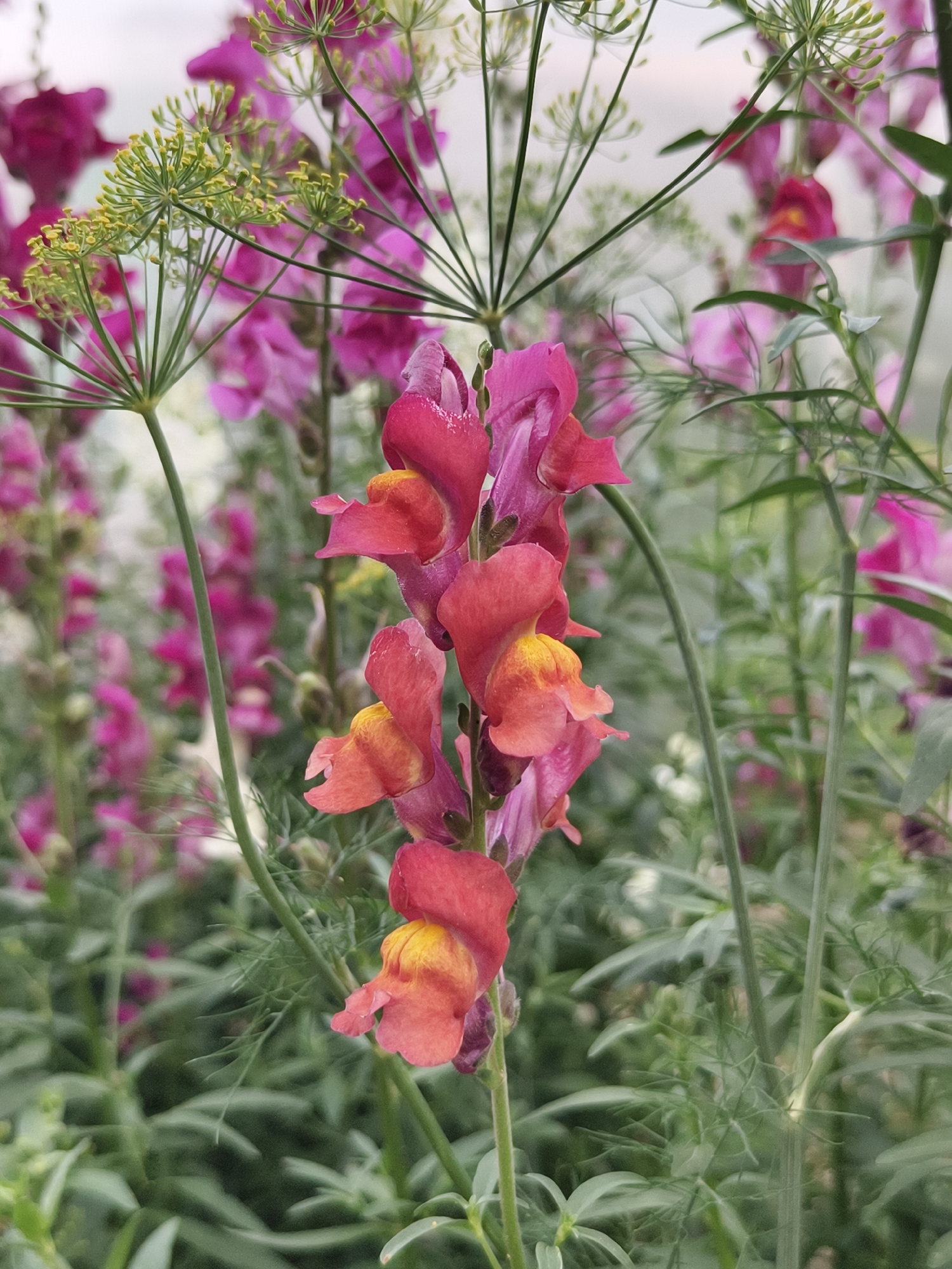 The image displays a close-up view of a tall stalk of pink and orange snapdragon flowers. The flowers are clustered together, with some in full bloom and others appearing as buds. The delicate petals of the snapdragons are a vibrant shade of pink, transitioning to a soft orange and yellow at the base of each bloom. Surrounding the snapdragons are feathery green dill plants, their delicate fronds creating a soft, airy backdrop. The background is filled with a blur of more pink flowers and green foliage, suggesting a garden setting. The lighting is soft and diffused, casting a gentle glow on the flowers and enhancing their natural beauty. The image does not contain any people or recognizable landmarks that would indicate a specific location within Семилетка, Russia.
