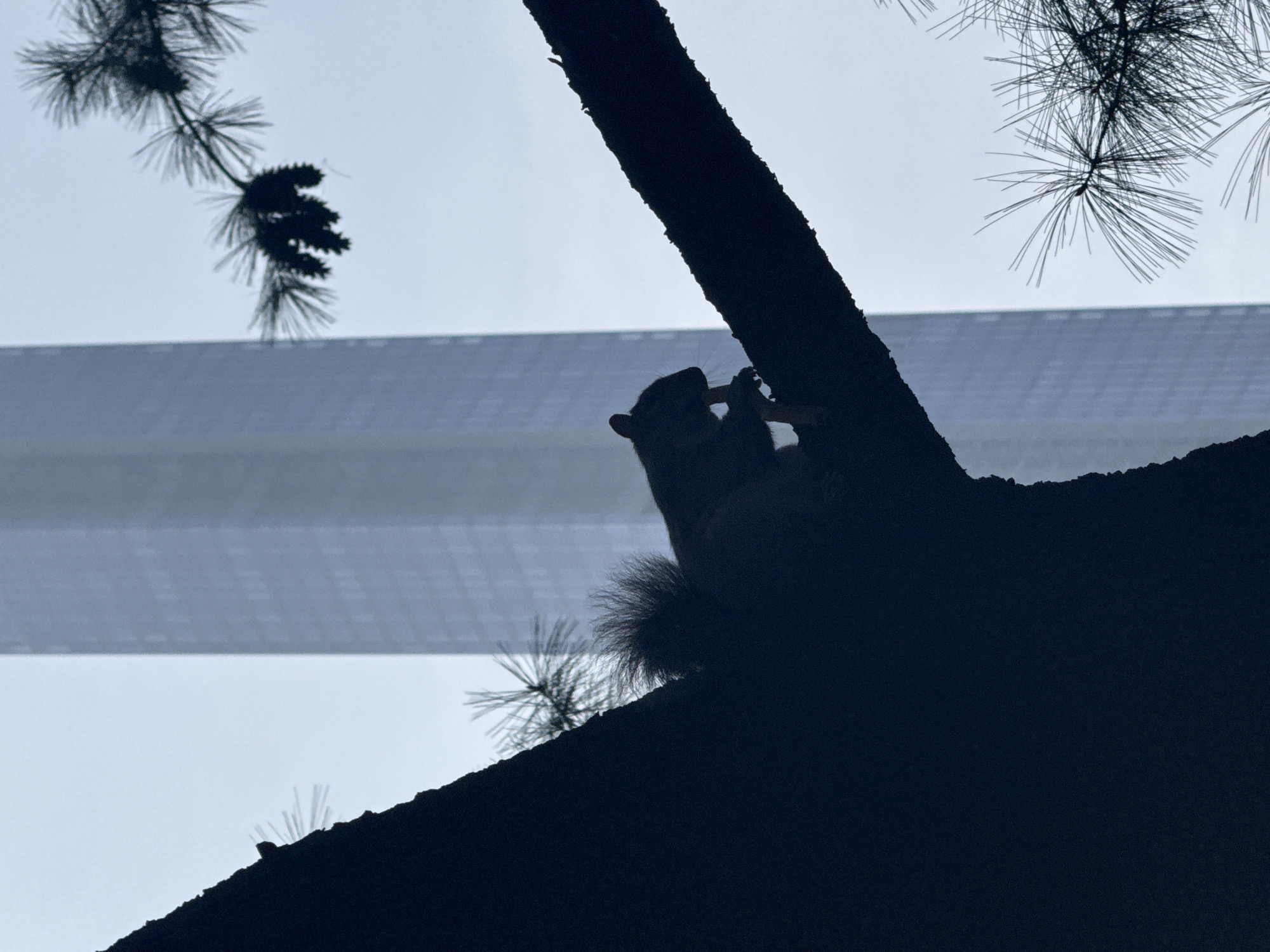 A squirrel is silhouetted in a tree, perched on a branch and eating something. The tree has pine needles and cones. Behind the tree is a blurred image of One World Trade Center in New York City. The sky is overcast.
