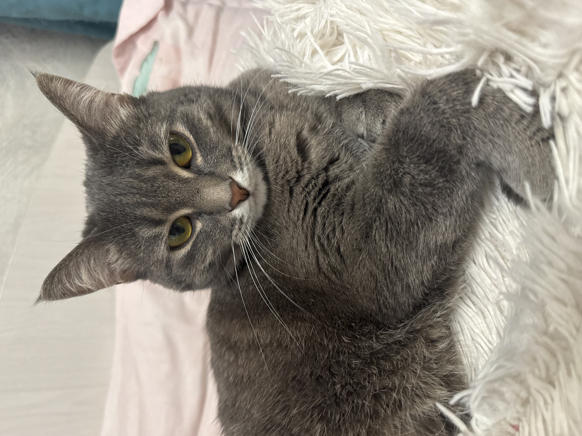 The image shows a close-up of a gray tabby cat lying on its back. The cat has bright green eyes, white whiskers, and a pink nose. Its fur is short and appears soft. The cat is partially covered by a fluffy white blanket, and a pink sheet is visible beneath it. The background is blurred, but it appears to be an indoor setting. The lighting suggests it is daytime, likely indoors. The cat's relaxed pose and its open eyes indicate it is awake and comfortable. There is no visible text in the image.