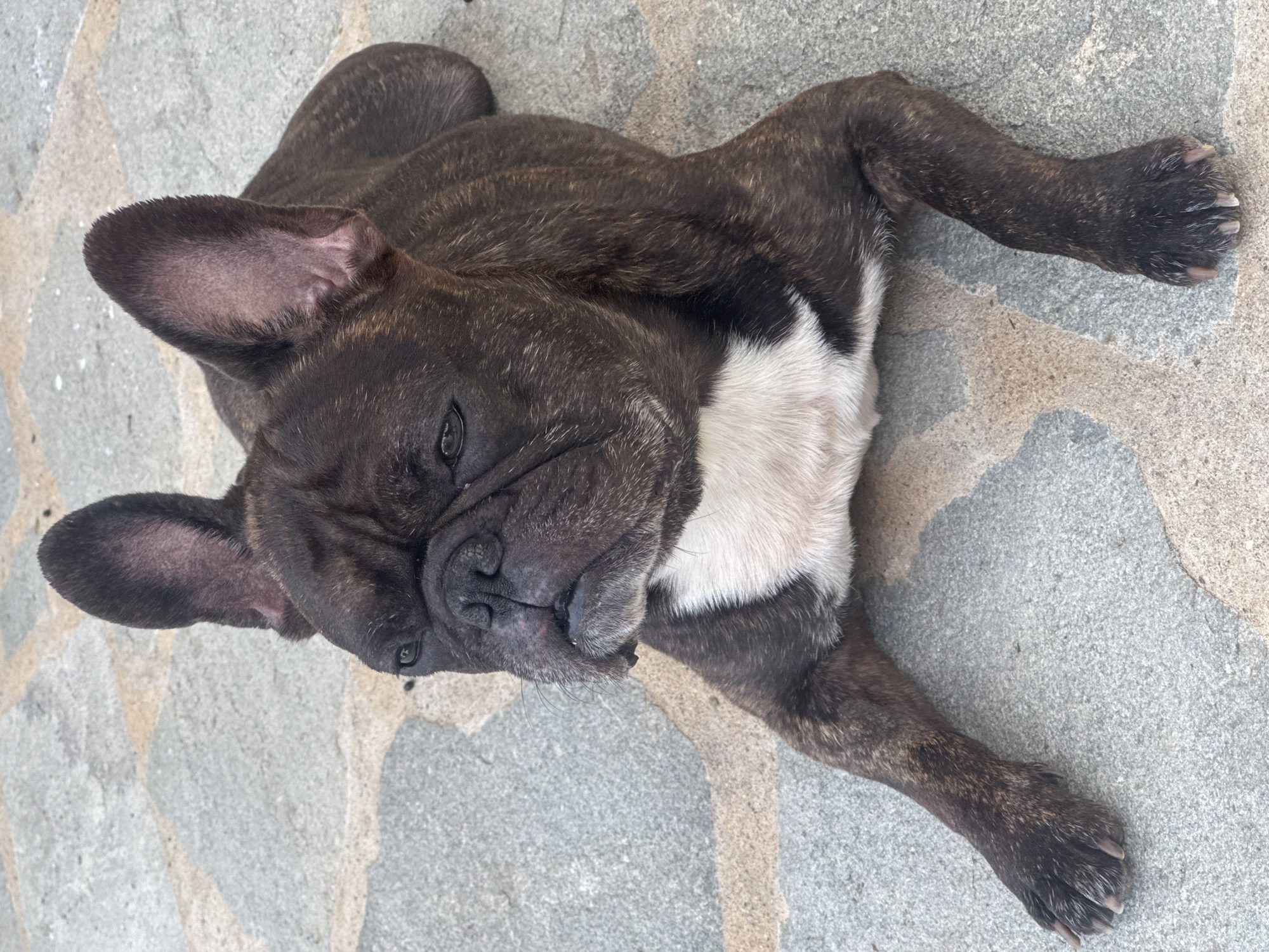 A brindle French Bulldog lies on a patio made of irregular gray and tan stone pavers. The dog is dark brown and black with lighter brindle markings on its body and legs. It has a white patch on its chest. The dog's head is turned to the left, with its ears perked up. Its eyes are partially closed, and its mouth is slightly open, revealing its tongue. The dog's front paws are extended forward. The image was taken outdoors, likely in a residential area, given the patio flooring. The specific location is Mesimvria, Greece.
