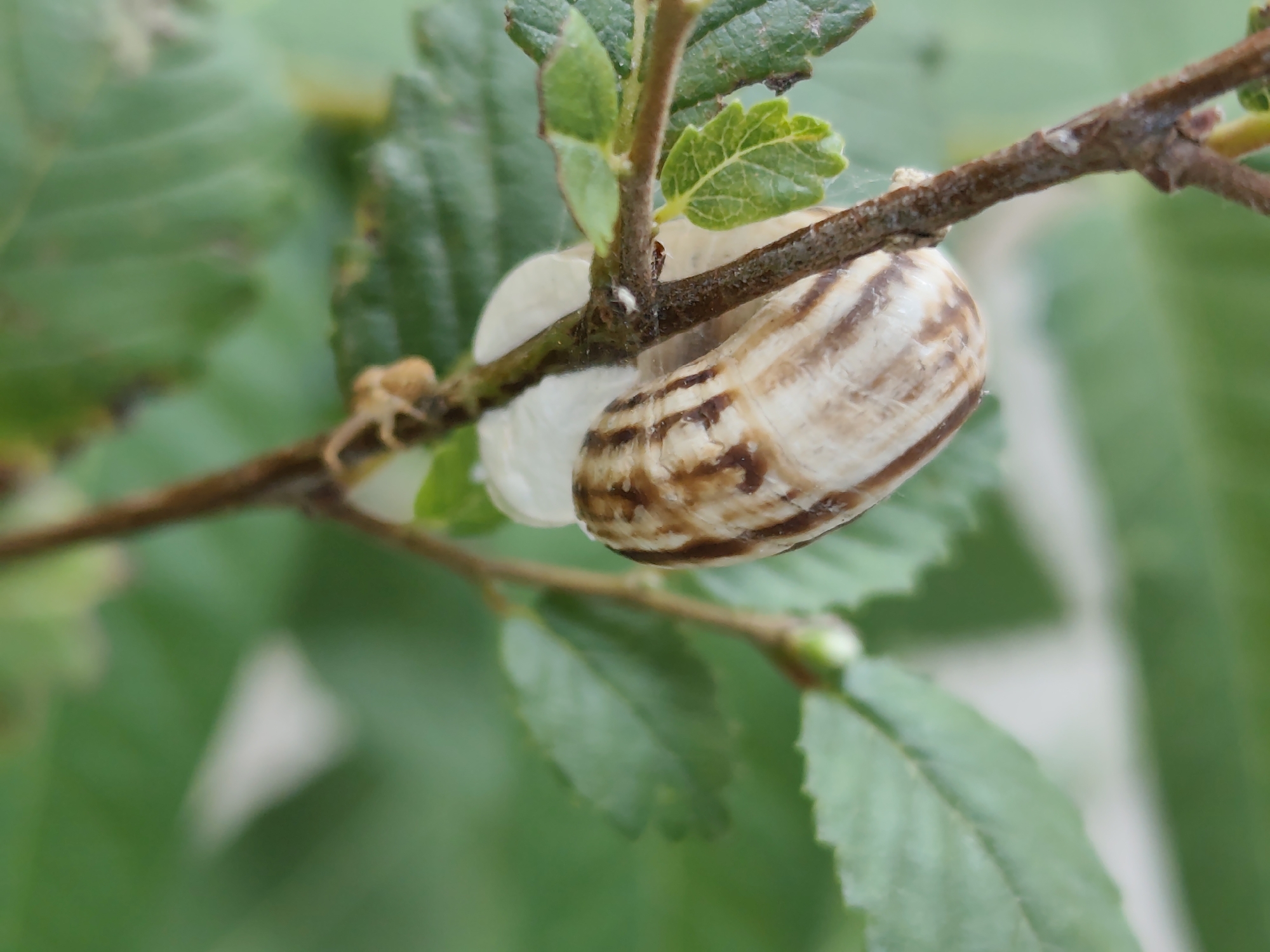 A snail with a brown and cream striped shell is clinging to a thin brown twig. The snail's body is white and appears to be retracted into its shell. Several green leaves are visible in the background, some in focus and some blurred. The setting is outdoors, likely in a garden or natural area. There are no people or other animals visible in the image. The location in Aktau, Kazakhstan, is not discernible from the image itself.