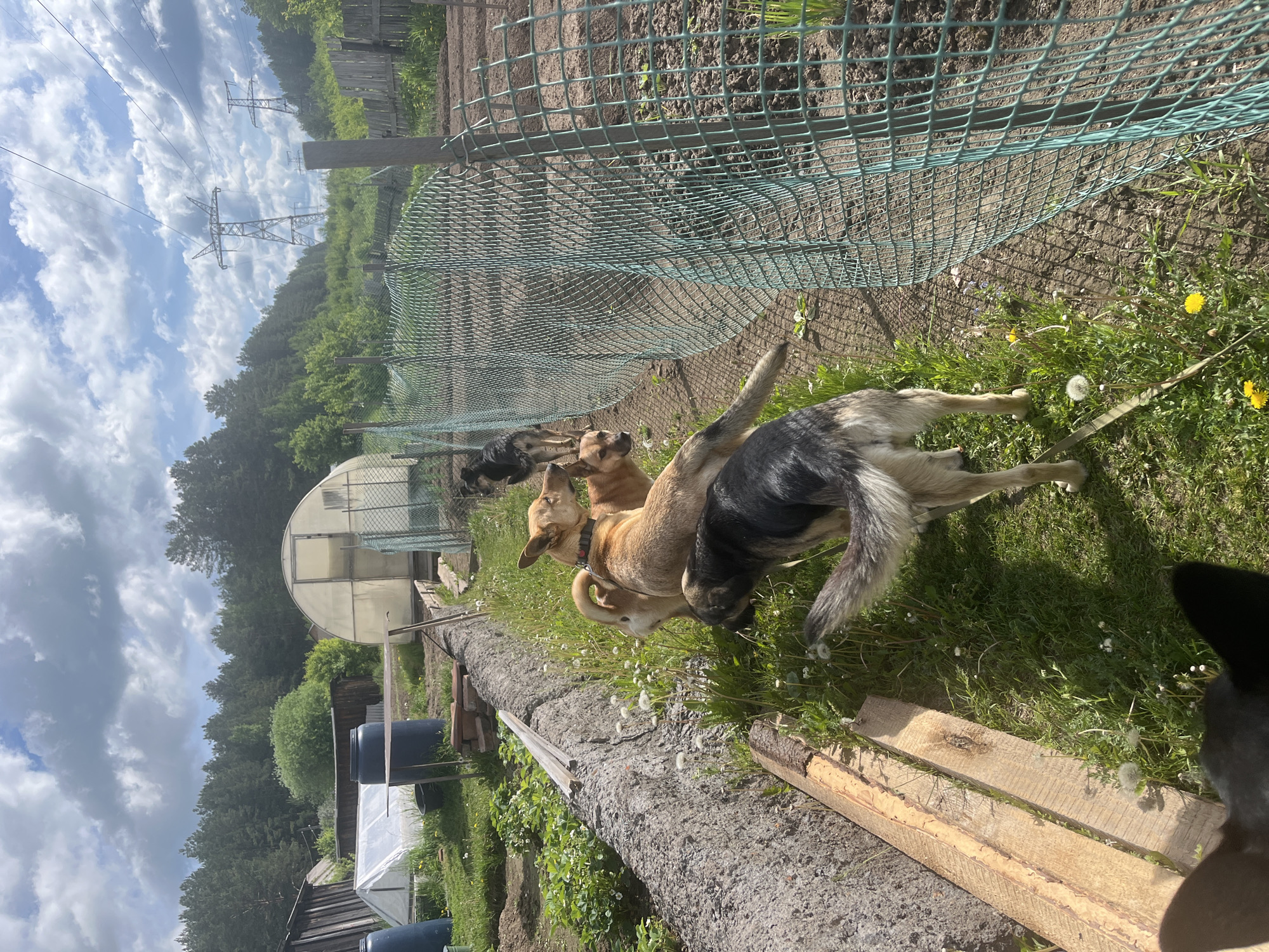 The image shows a rural scene in Nizhny Tagil, Russia. Several dogs, varying in color from tan to black and grey, are congregated near a fenced-in area, possibly a garden. The ground is covered with grass, dandelions, and scattered white puffballs. A large log or weathered tree trunk lies along the ground, with planks of wood nearby. In the background, there is a translucent greenhouse, trees, and power lines. The sky is cloudy. The scene appears to be a backyard or edge of a rural property.