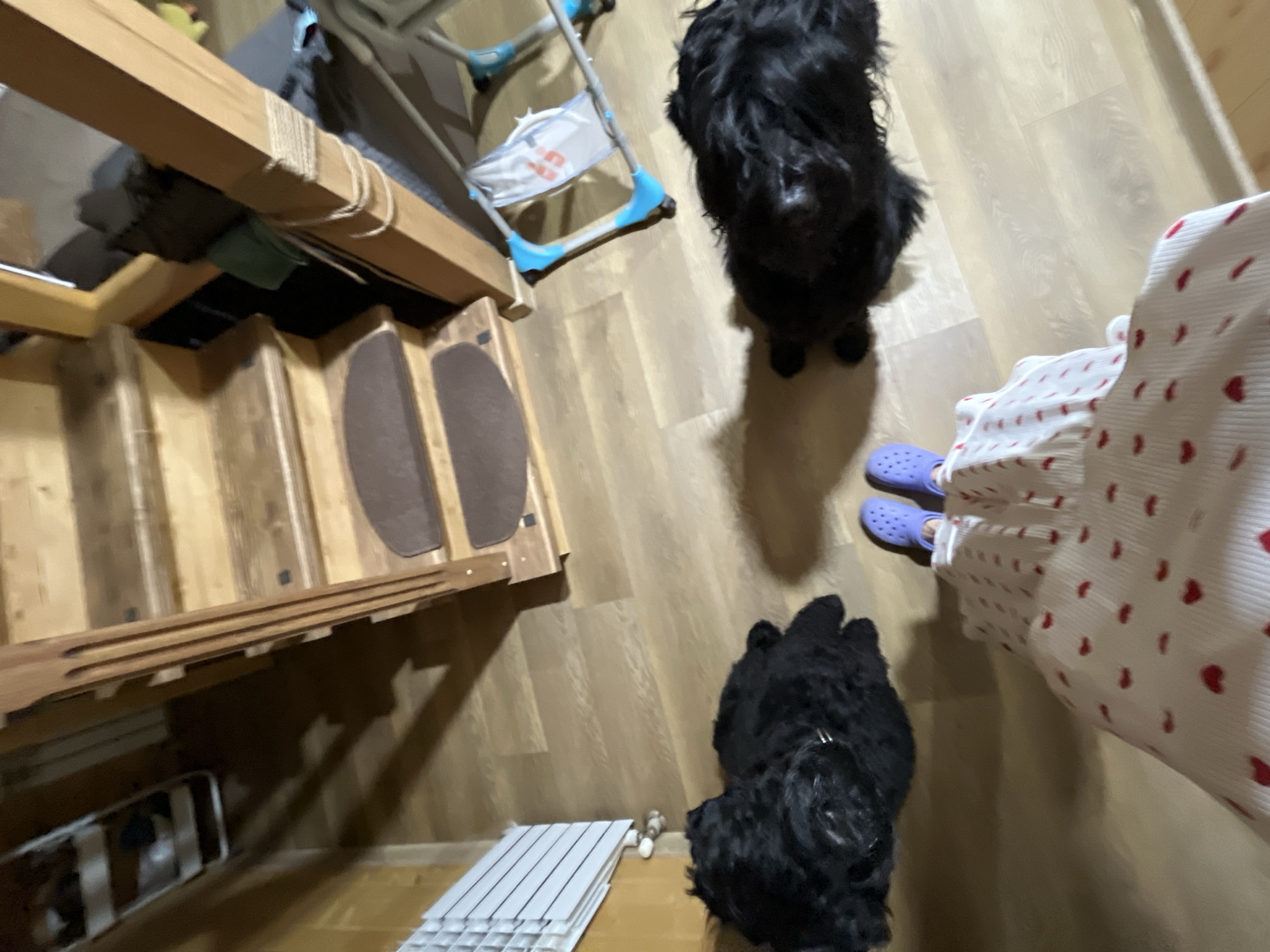A first-person perspective shot shows a person wearing a white skirt with red hearts and purple Crocs, standing on a light-brown wood-grain floor. Two large black dogs, one on the left and one on the right, are lying down on the floor. To the left of the dogs is a white radiator. In the background, a wooden staircase with dark brown carpeted steps leads upwards. A child's walker with blue accents and a white fabric seat is visible to the right of the stairs. The scene appears to be an indoor residential setting. The image does not provide enough context to determine the specific location within Nagorny, Russia.