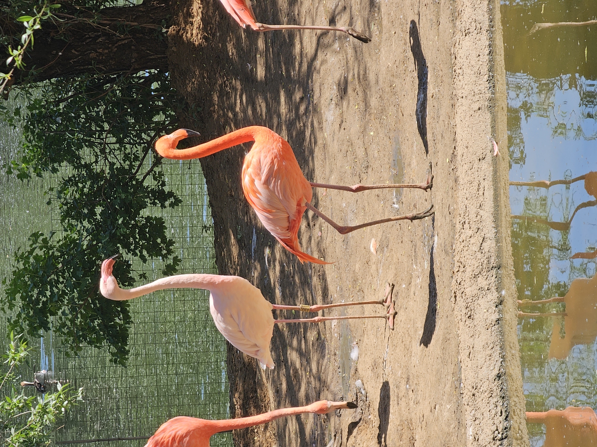 The image shows a group of flamingos near a body of water. The location is likely the Moscow Zoo in Moscow, Russia. Several flamingos of varying shades of pink are standing on a dirt surface near a concrete edge. To the left is a tree and green vegetation. In the background, there is a body of water reflecting the sky and trees. The light suggests it is daytime. Shadows of the flamingos and trees are cast on the ground.