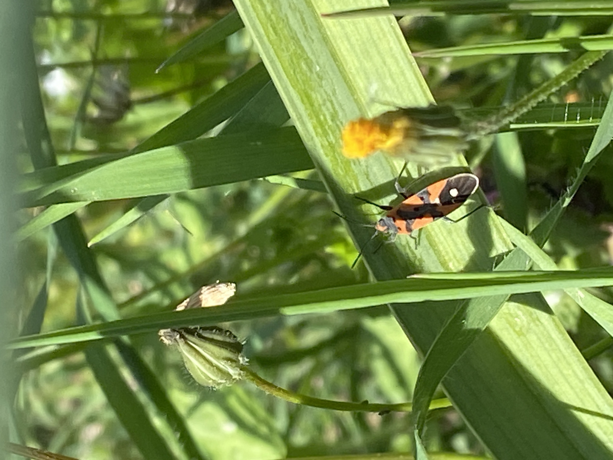 The image depicts a patch of green grass with a red and black bug resting on one of the blades. Nearby, there is a partially closed dandelion flower and a fully closed dandelion flower head. The location is Krimovice, Montenegro.