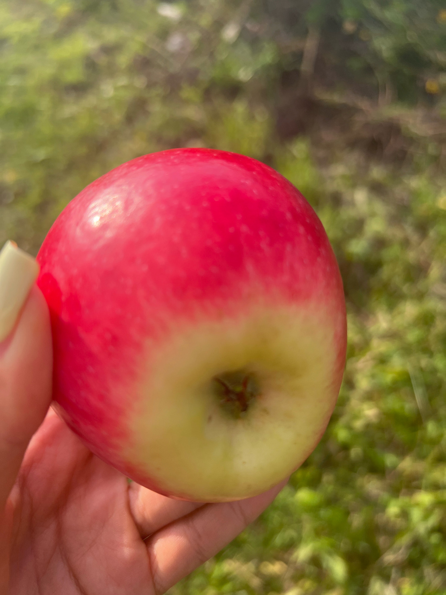 A close-up, slightly out-of-focus shot shows a hand holding a red and yellow apple. The apple is round and has a smooth surface with some subtle striping. The hand is holding the apple from the bottom, with fingers curled around its lower half. The background is a blur of green and brown, suggesting an outdoor environment with foliage and possibly trees. The lighting indicates it is daytime, with some sunlight glinting off the apple. The image appears to be taken in a natural, outdoor setting, but there are no specific identifying landmarks to indicate a location within a city.