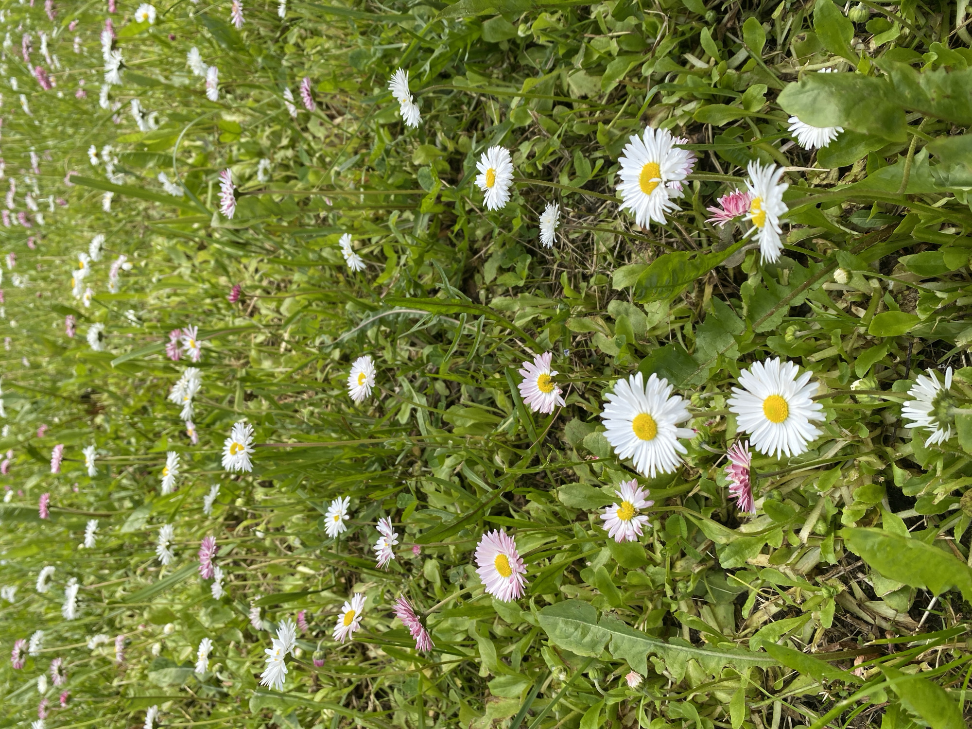 The media file presents a vibrant, high-angle view of a field or lawn densely covered with daisies and green foliage, located in Красный Маяк, Russia. The image is filled with numerous small flowers, predominantly white and light pink daisies, scattered among lush green grass and other leafy plants.
Many daisies feature bright white petals encircling a distinct yellow center, while others exhibit petals with varying shades of pink, ranging from subtle hues to more pronounced rosy tones. The flowers are in various stages of bloom, with some petals appearing slightly ruffled. The green leaves and stems of the surrounding vegetation form a thick, natural carpet, providing a verdant backdrop for the colorful blossoms.
The lighting suggests a bright, clear daytime scene, with sunlight illuminating the flowers and foliage, enhancing their natural colors and textures. No specific activity is taking place; the image captures a tranquil, still moment in nature. There are no people, objects, or discernible structures. No text is visible within the image itself. The overall scene conveys a sense of natural beauty, freshness, and the vibrancy of spring or early summer.