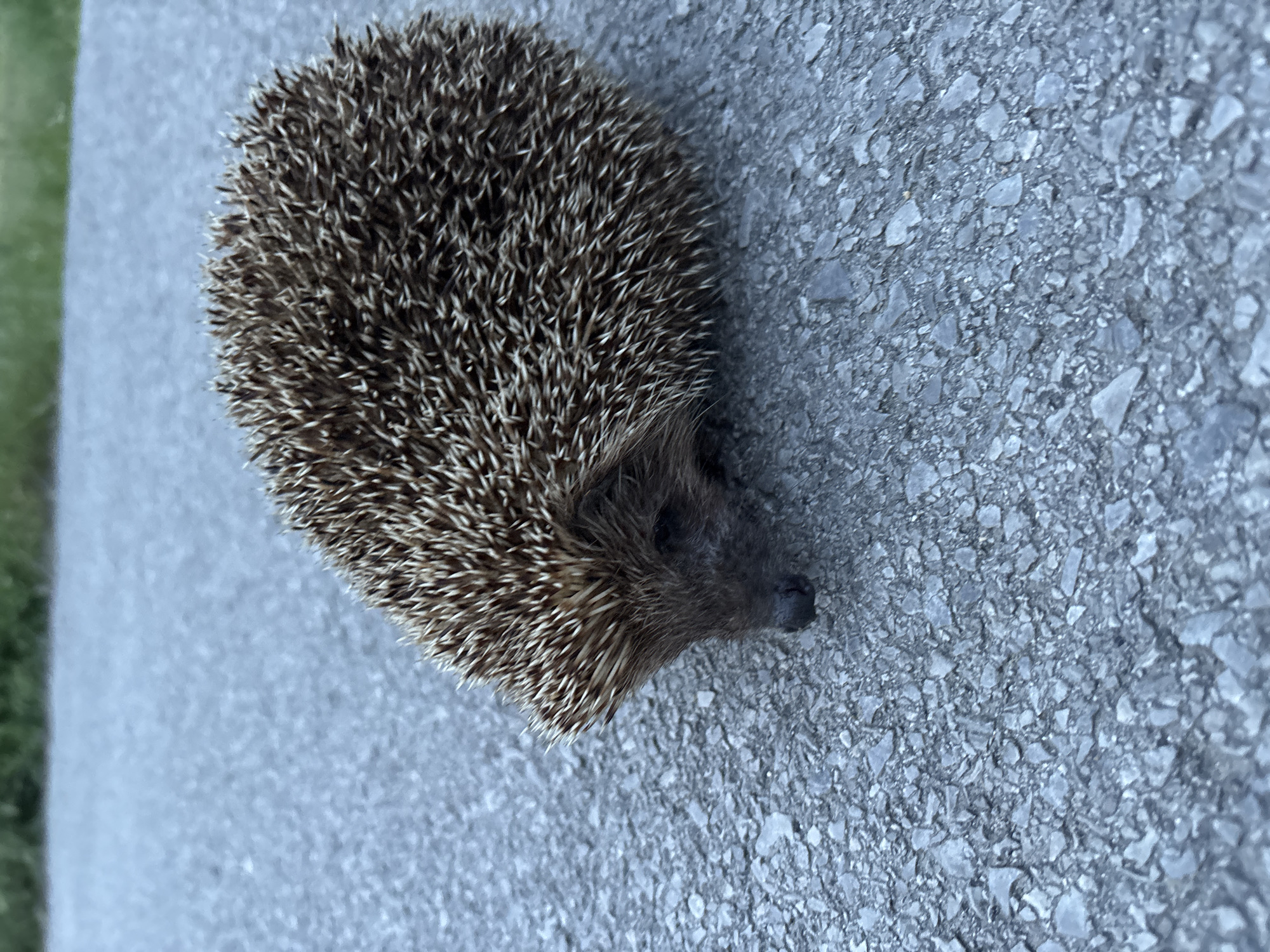 A single European hedgehog (Erinaceus europaeus) is positioned on an asphalt surface, facing towards the lower left of the frame. The hedgehog exhibits a natural, uncurled posture with its head lowered, presenting a visible dark snout and small eyes. Its dorsal surface is densely covered with sharp, brown and cream-tipped spines, contrasting with its darker, furry underside and face. The asphalt beneath the hedgehog is grey and granular, displaying varied sizes of crushed stone aggregate. The background is out of focus, revealing a blurred horizontal band of green vegetation at the top, indicative of an outdoor environment. The lighting is diffused, suggesting daylight conditions. There are no other discernible subjects or objects. The scene captures the hedgehog in a seemingly investigative or foraging stance on a paved surface.