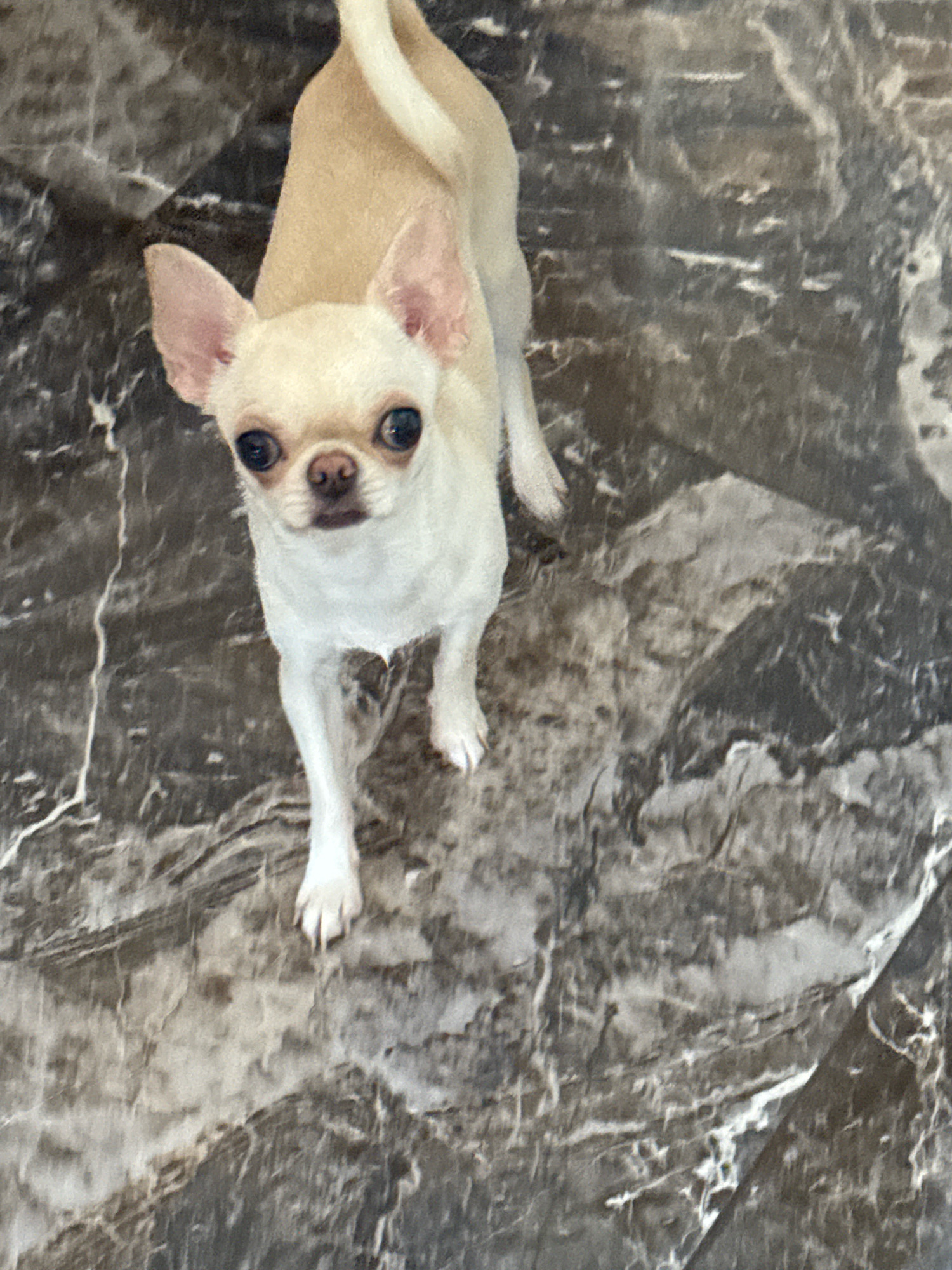 A pale tan and white Chihuahua stands on a marbled floor, looking upwards. The dog's ears are erect, and its eyes are dark and round. Its tail is curled upwards. The floor appears to be made of dark grey and white marbled tiles. The image does not contain any information to suggest it is located in Novosibirsk, Russia.